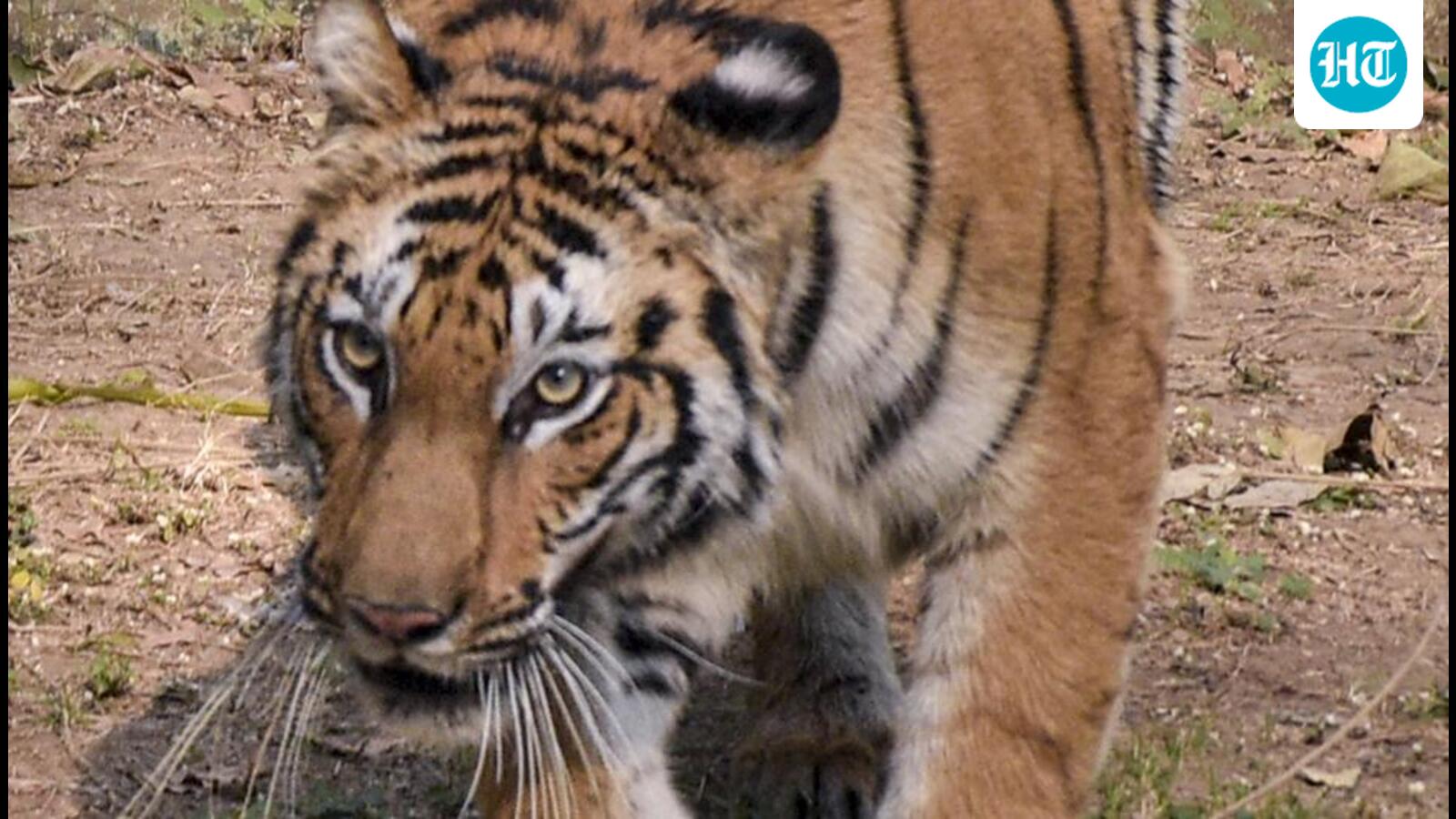 Odisha told to not relocate anyone from around tiger reserve till violations probed