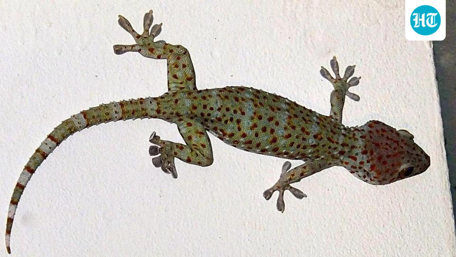 Two suspected smugglers arrested with 26 rare Tokay Geckos: Assam Police