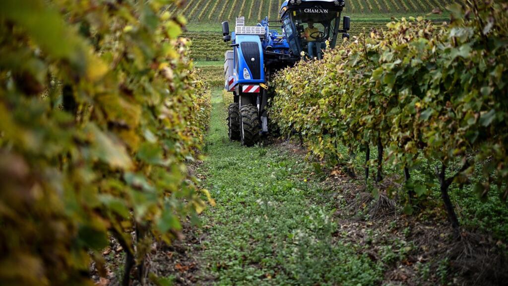 Eco-friendly French winemakers plant hybrid vines to curb pesticide use