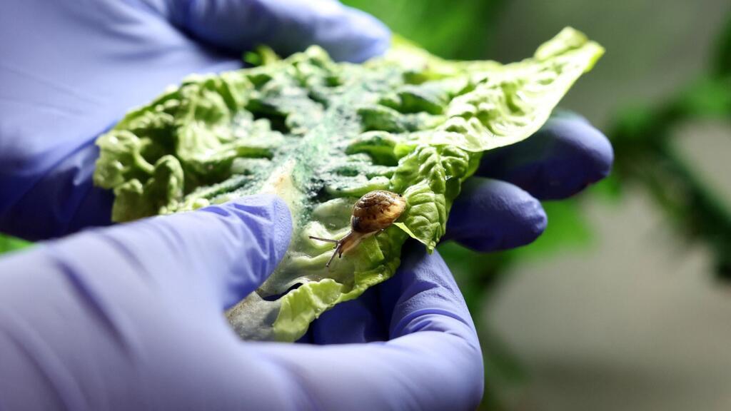 Tiny Bermudan snail 'back from the brink' of extinction, UK zoo says