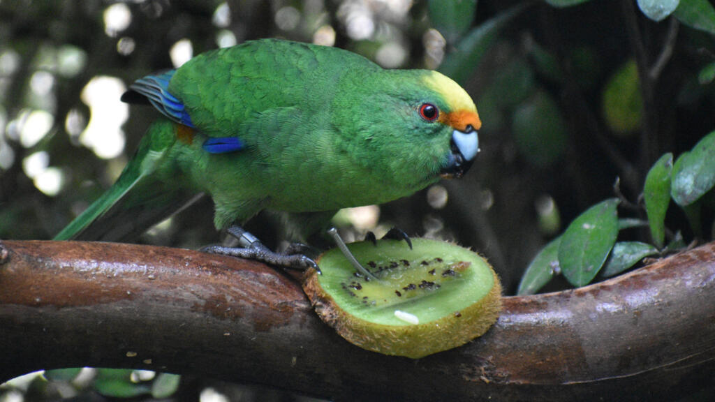 Twice-extinct parakeet gets lifeline from randy pair