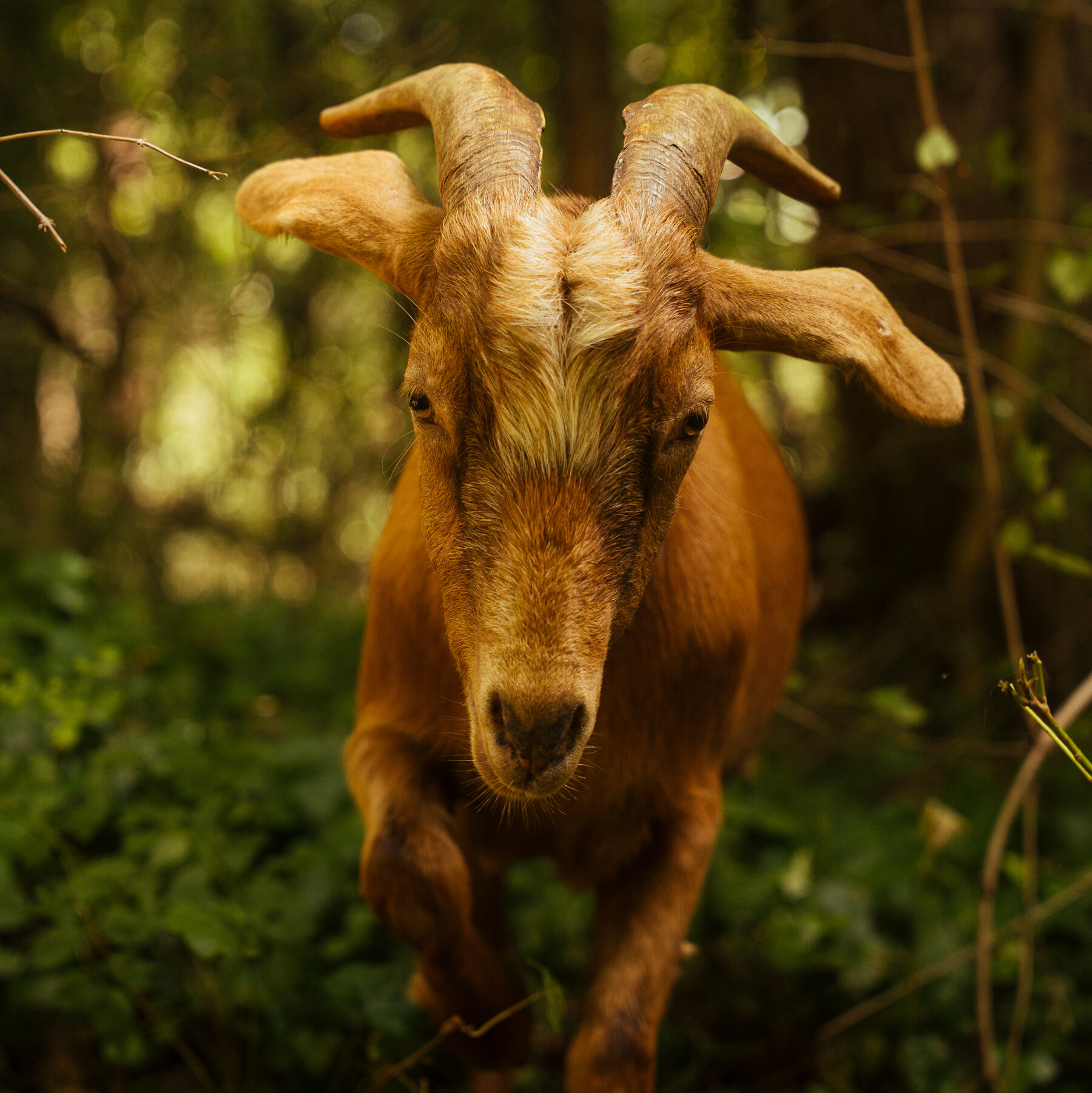 Forget ‘Love Island.’ Tennessee Has an Isle of Goats.