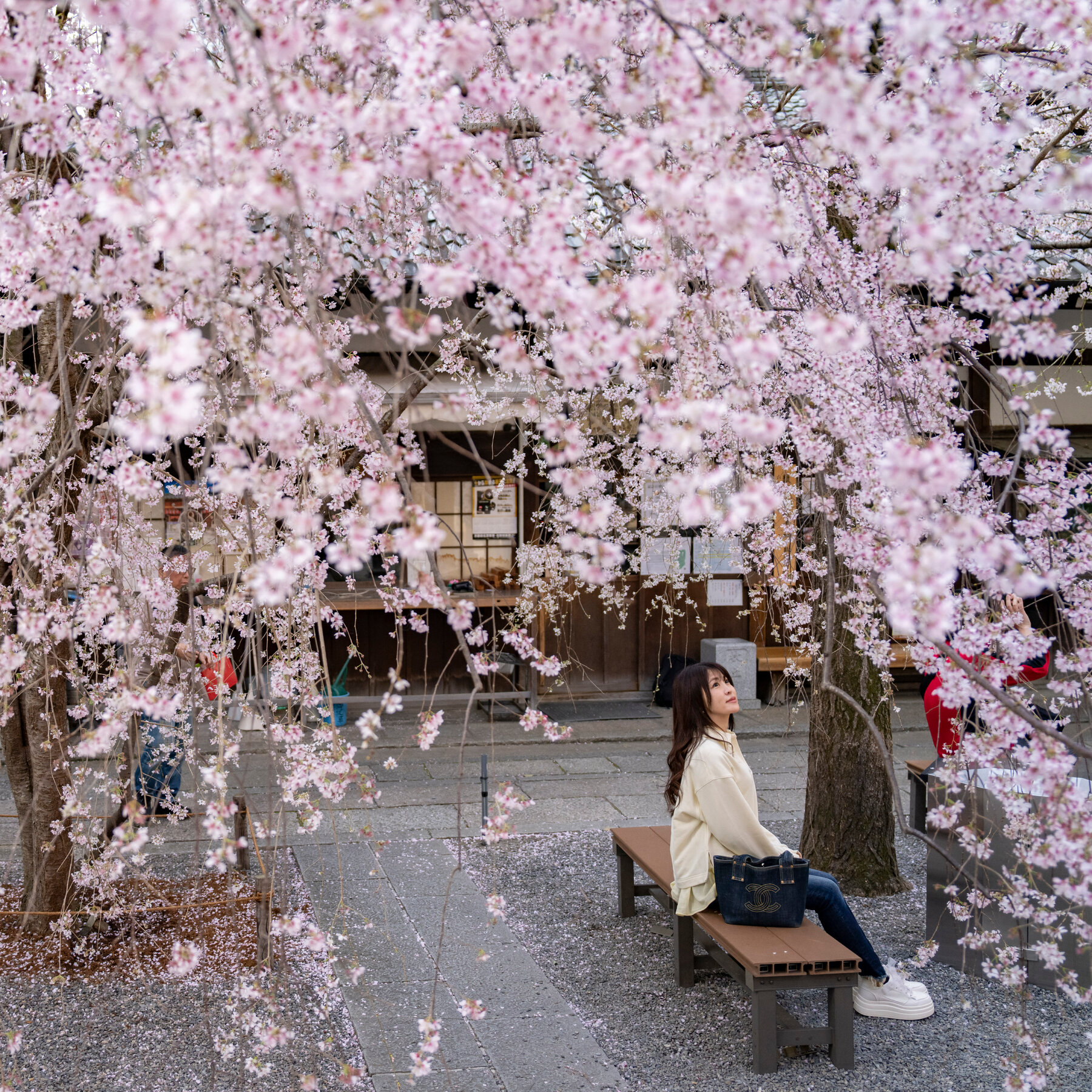 Japan’s Cherry Blossom Database, 1,200 Years Old, Has a New Keeper