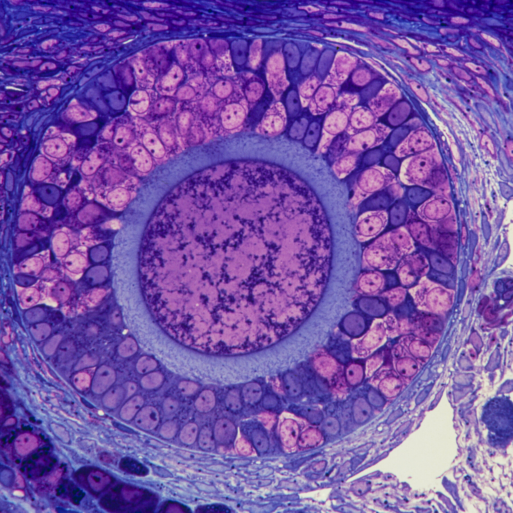 It’s Time to Give the Ovary Some More Respect