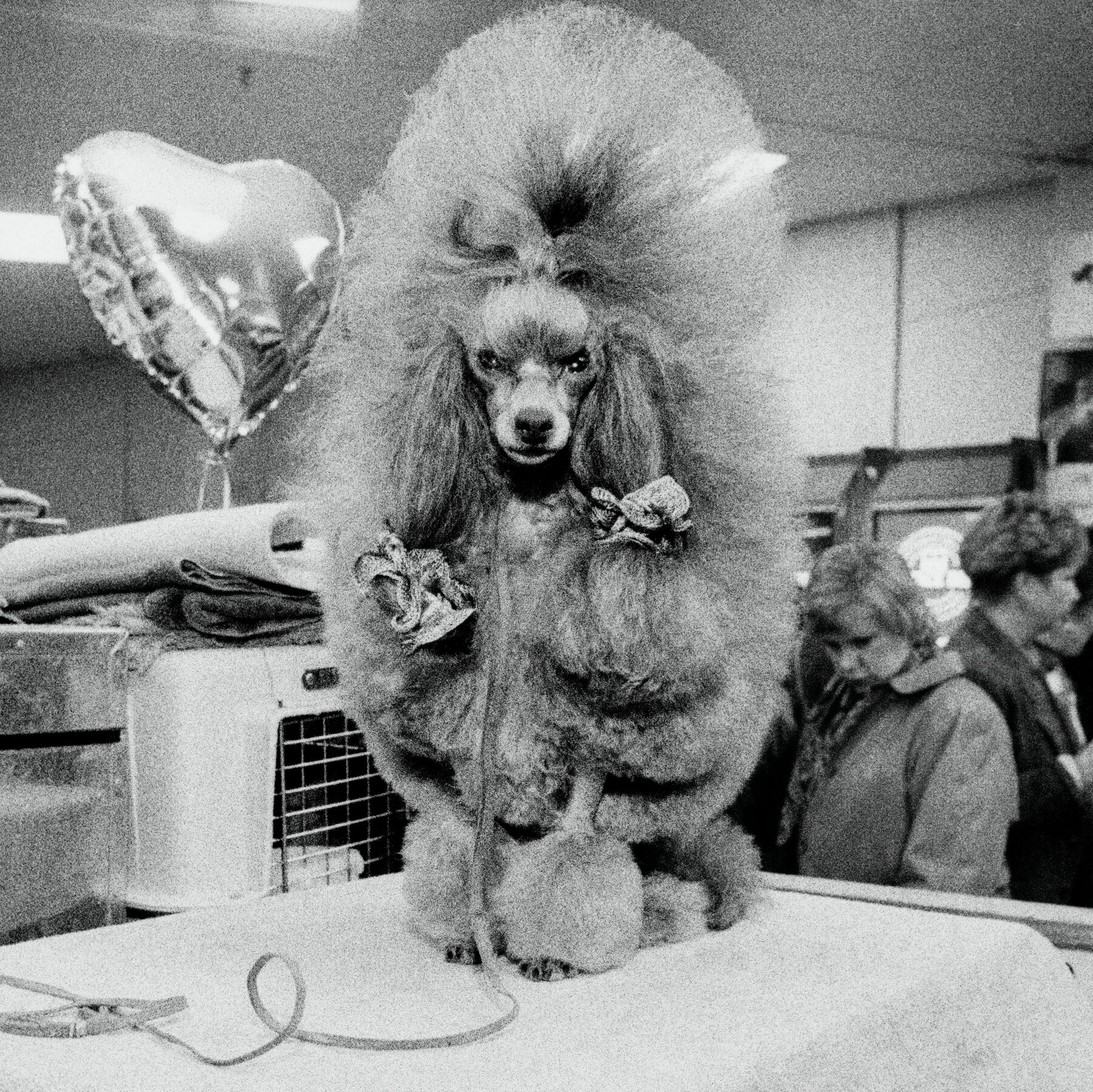 These Pictures of Westminster Dogs Are Best in Show