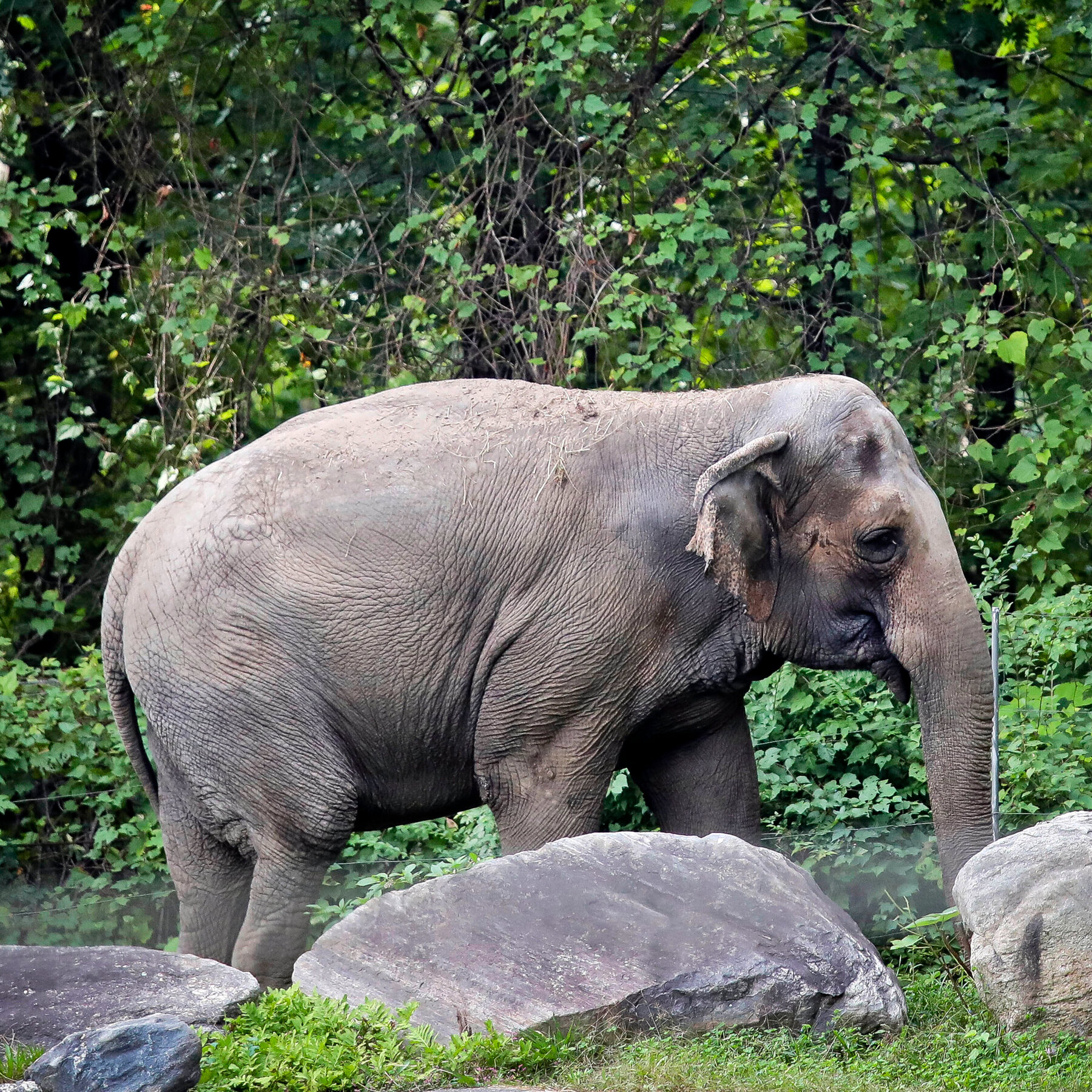 Happy the Elephant Hasn’t Been Seen in Months. What’s Going On?