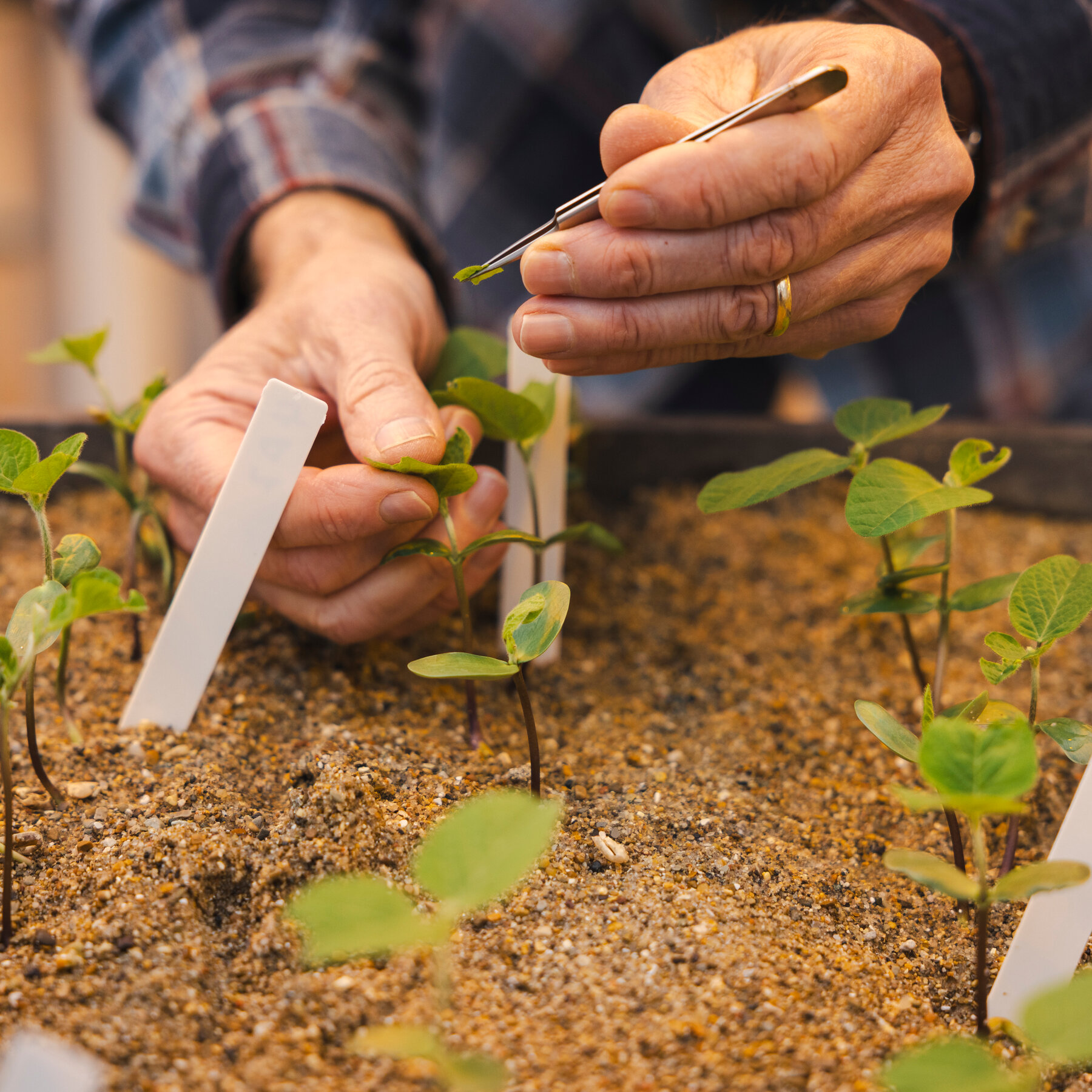 For the World’s Food Supply, Federal Funding Cuts Have Long-Term Impacts