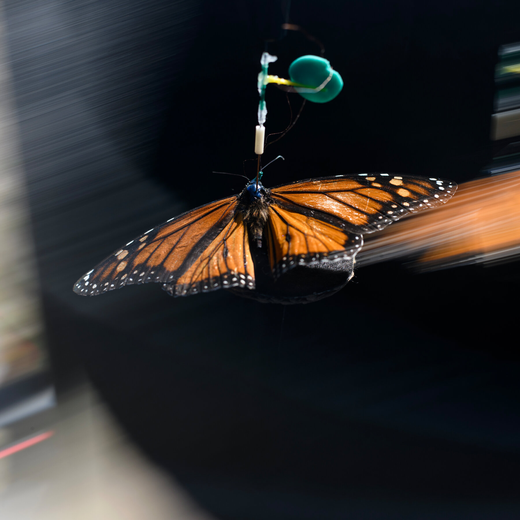 In Pursuit of the Monarch’s Magnetic Sense