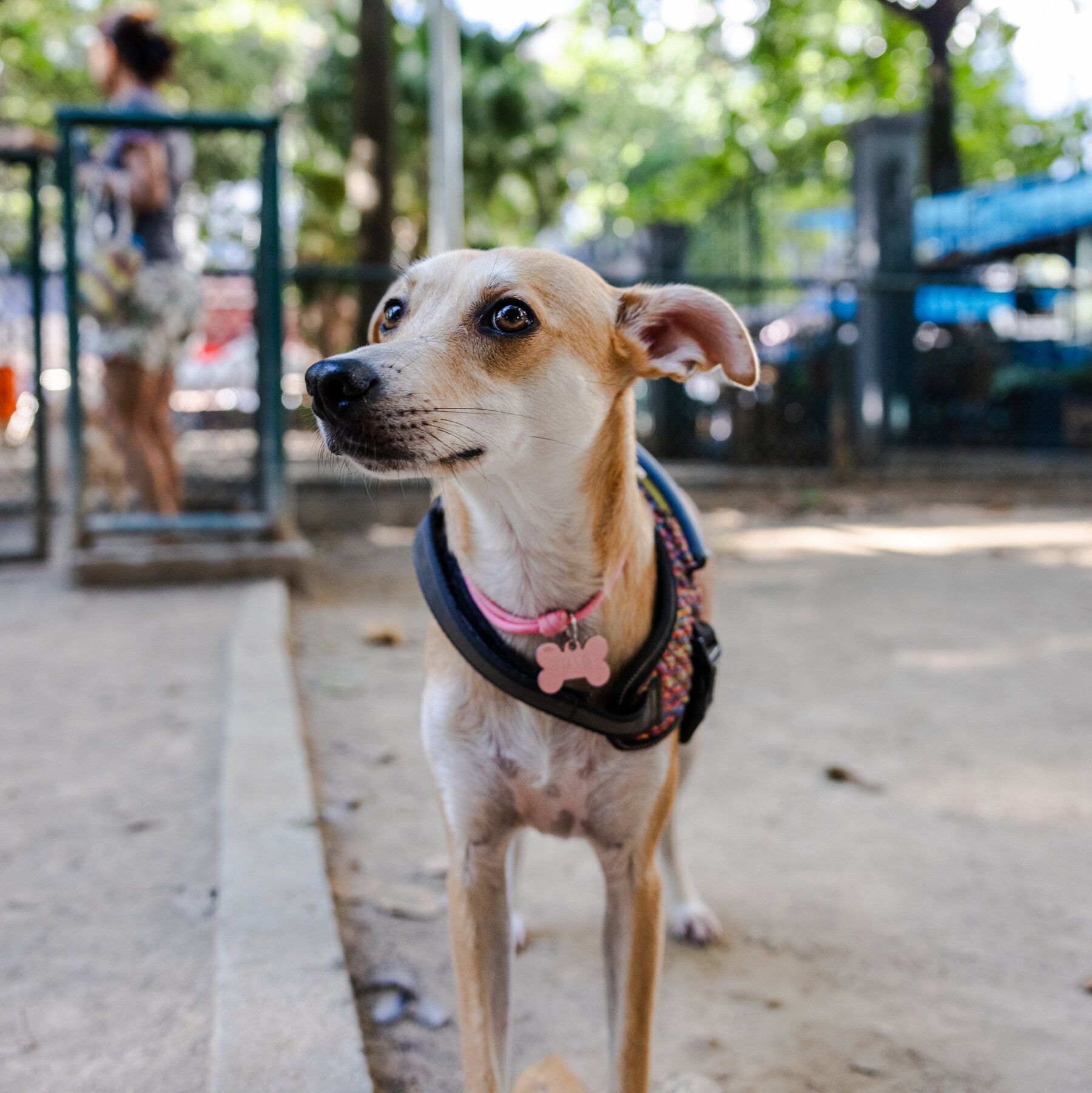 A Stray Dog Became a Cultural Symbol in Brazil. Now, Mexico Is Claiming It.