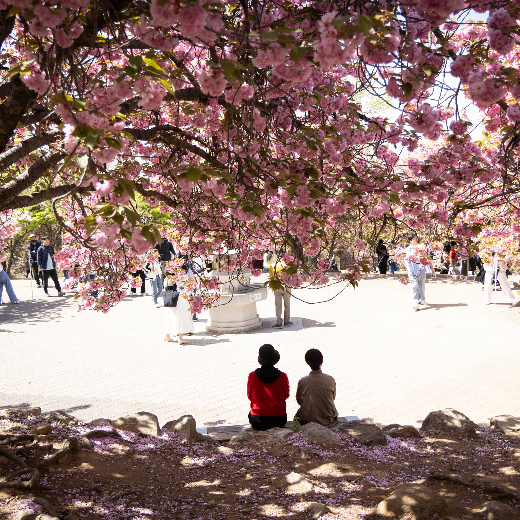 South Korea’s Cherry Blossoms Attract a Connoisseur: The Japanese