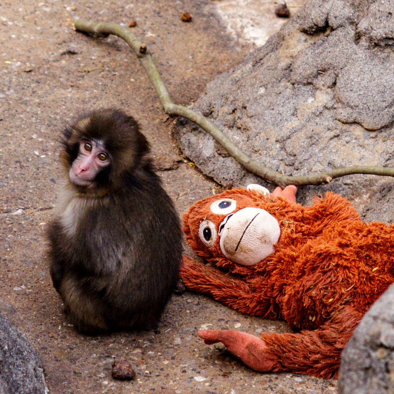 A Lonely Baby Monkey Wins Hearts, and Even a Few Friends