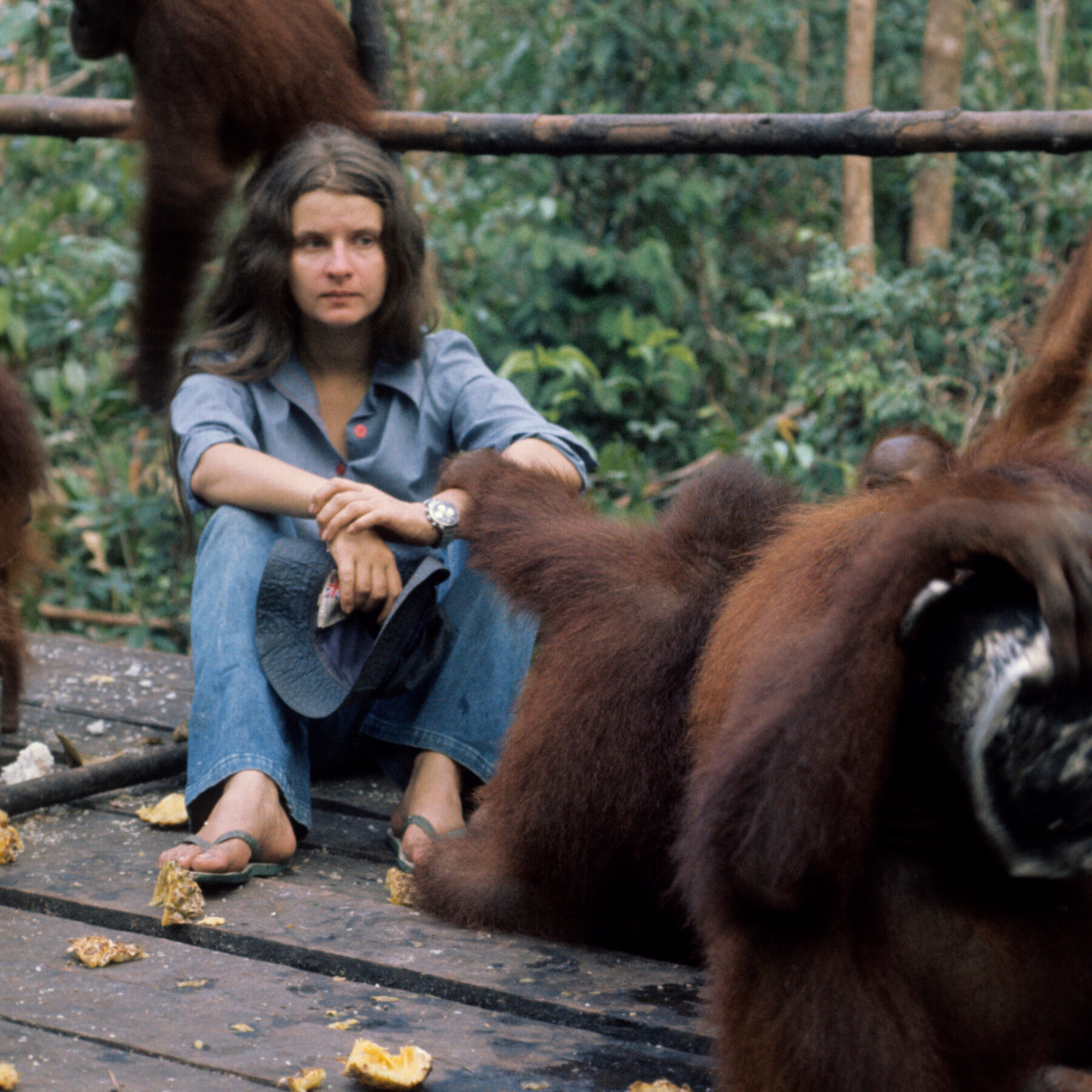 Biruté Galdikas, Champion of Endangered Orangutans, Dies at 79