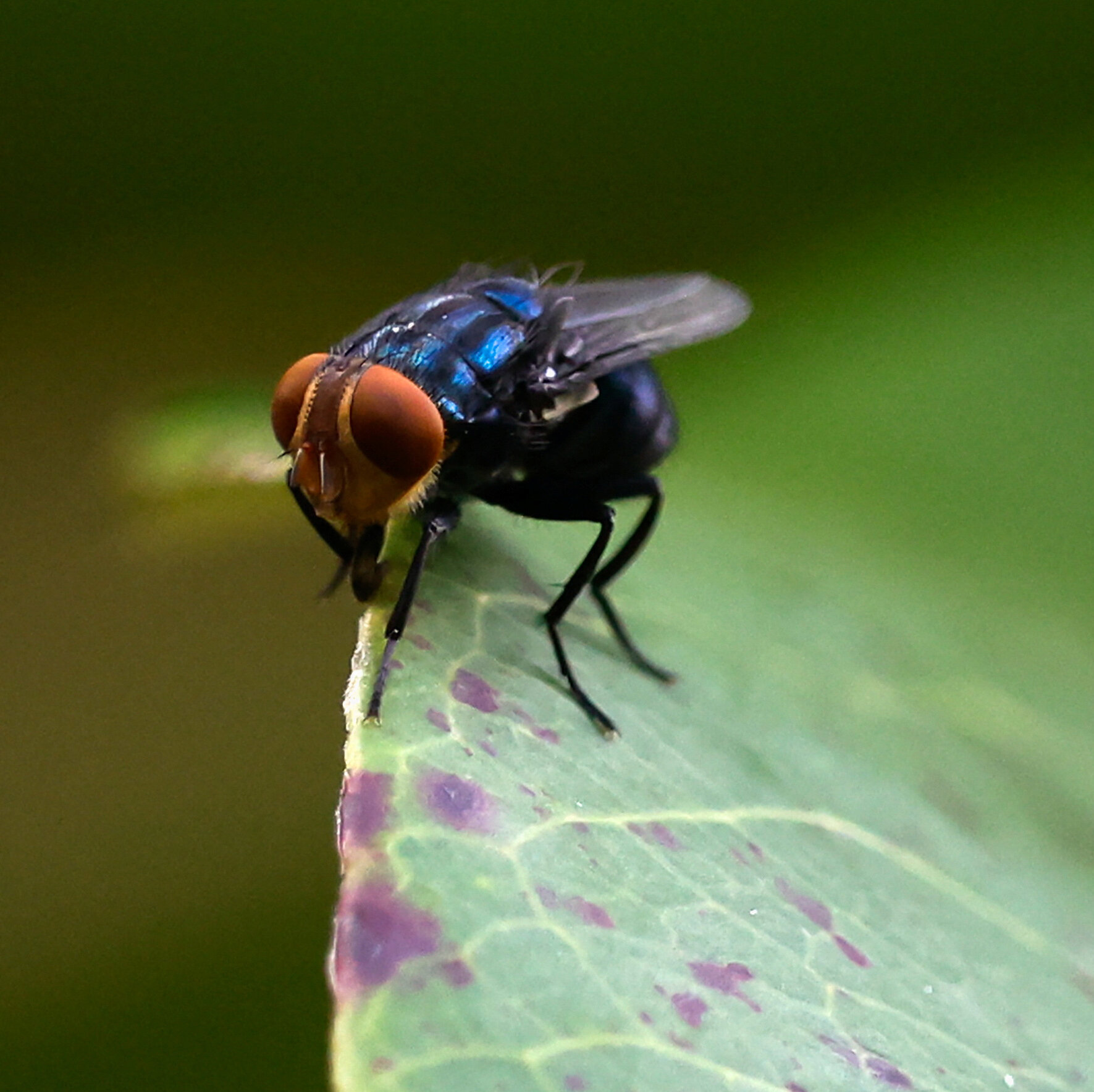 Flesh-Eating Pest Confirmed in U.S. Cattle