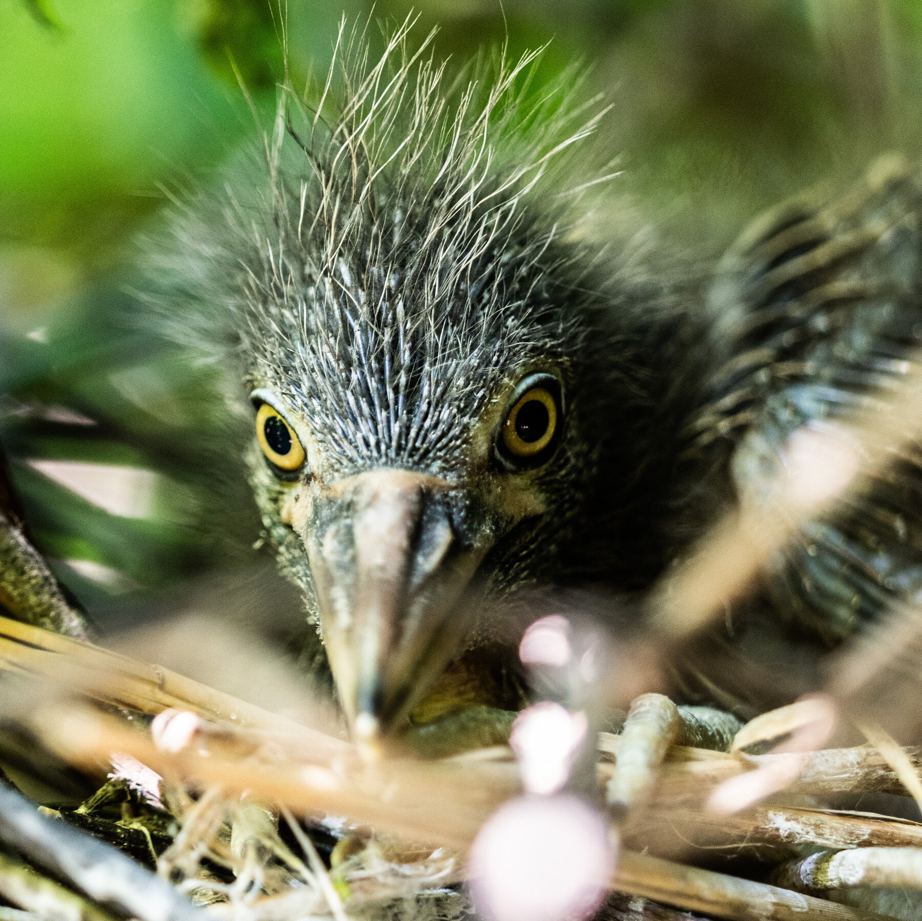 This Rugged New York Heron Is Suddenly Facing Extinction. Why?