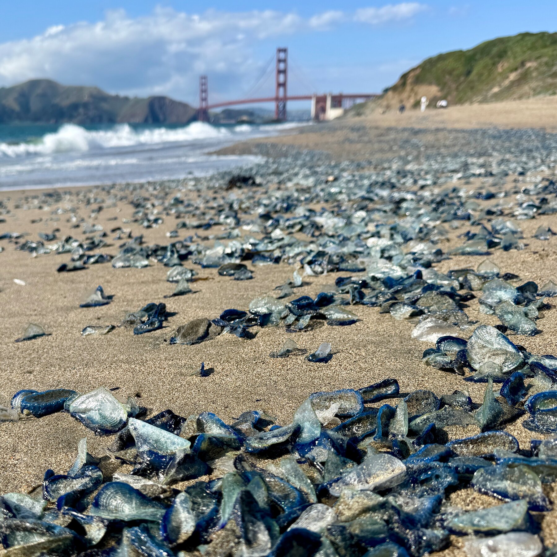 ‘By the Wind Sailors’ Invade California Beaches by the Thousands