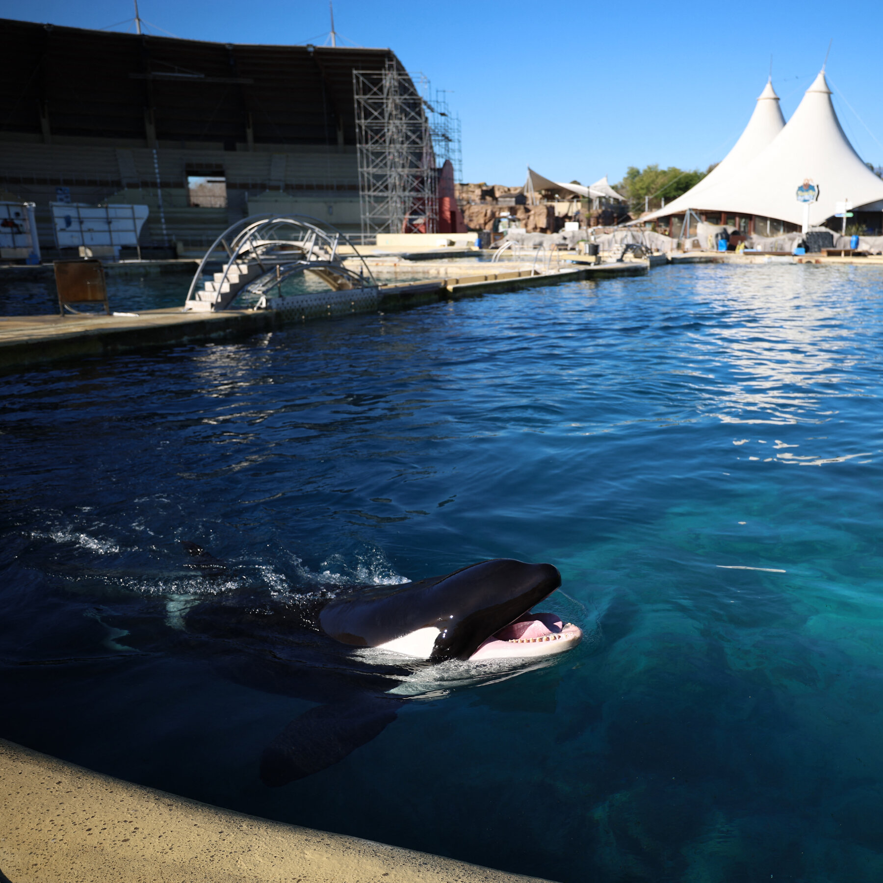 The Uncertain Fate of France’s Last Two Captive Orcas
