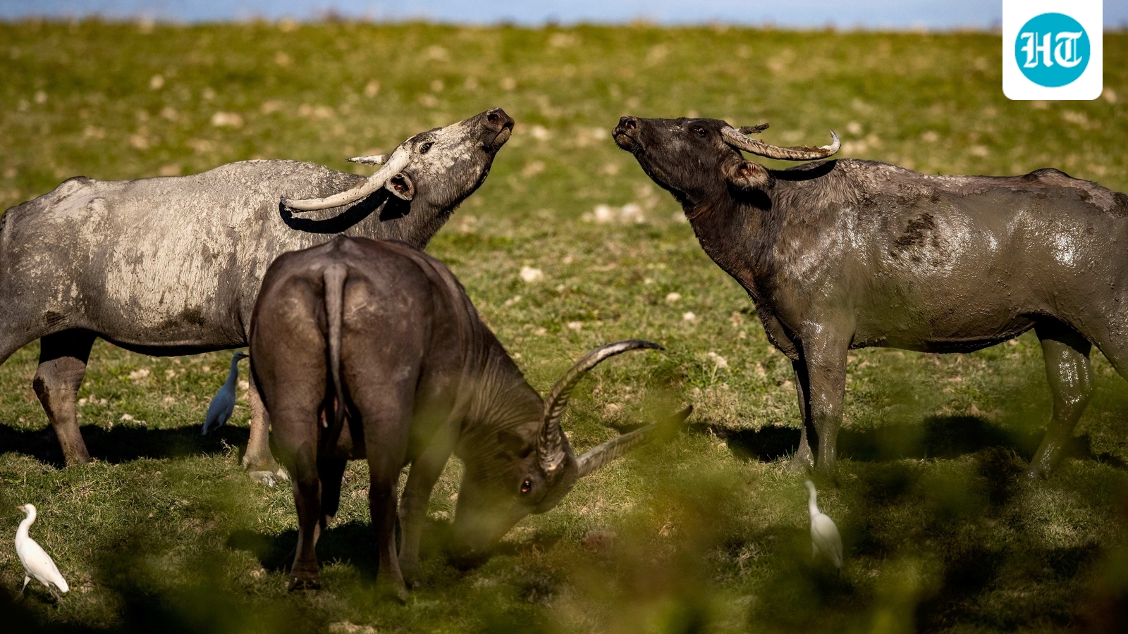 Himachal Pradesh: Pregnant buffalo gets new lease on life after 66 metal objects removed from stomach