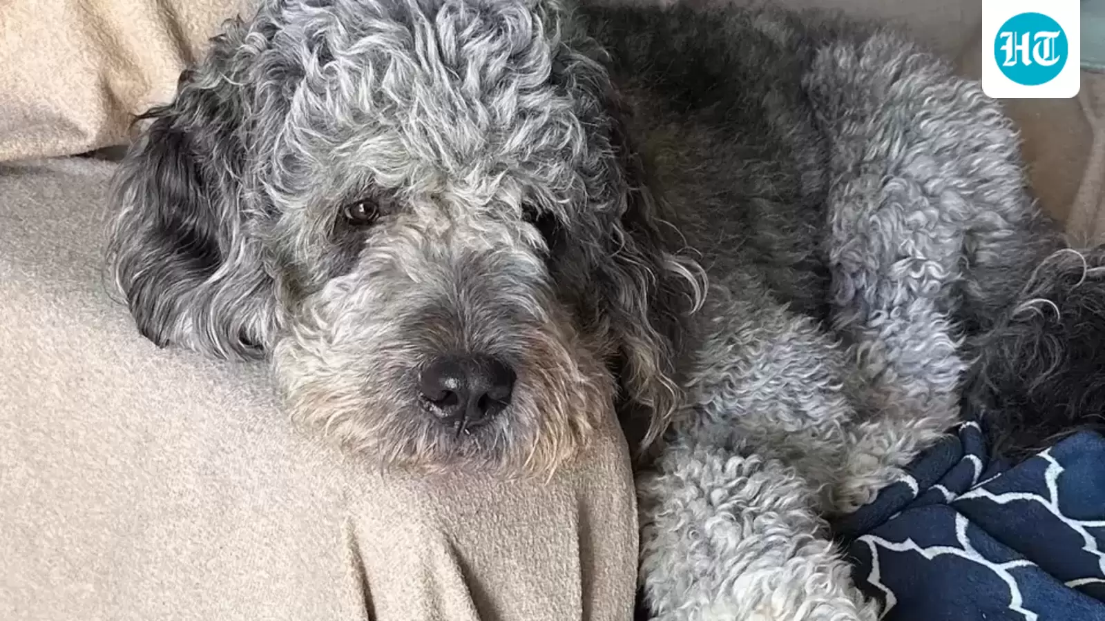 LAPD dog shooting: GoFundMe for Jameson raises whopping amount, surpasses target, ‘Hit astronomical numbers’