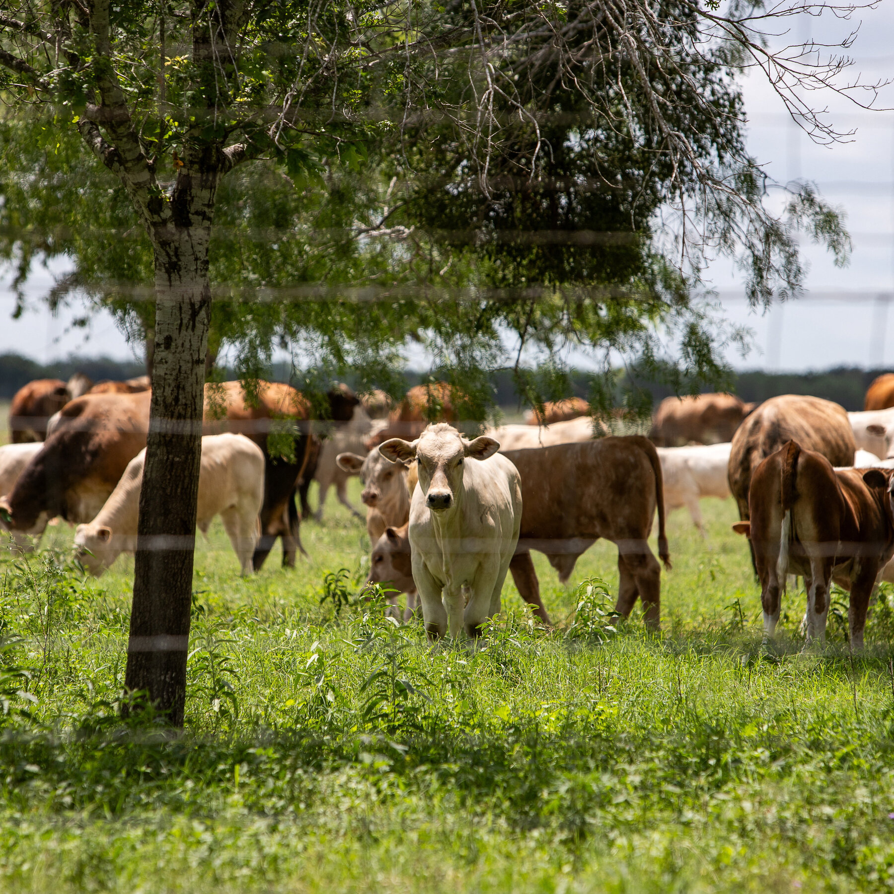 Screwworm Flies Add to Cattle Ranchers’ Woes