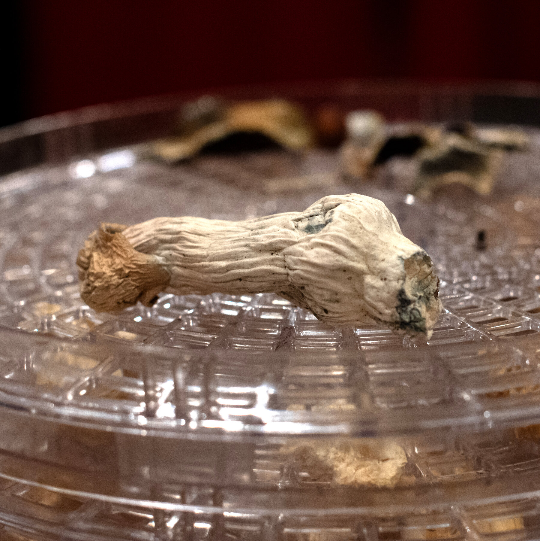 How Psychedelics Affect the Brain