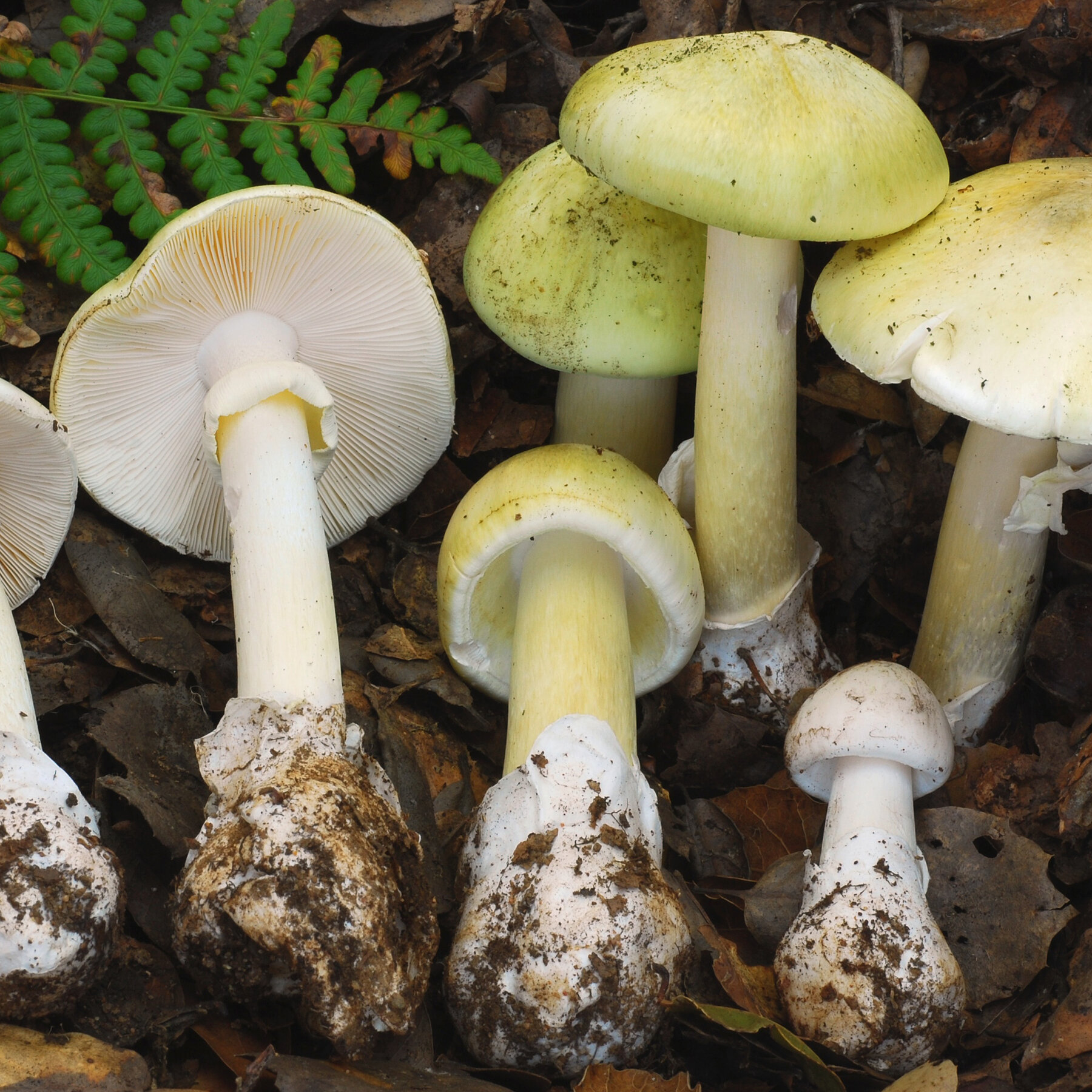 4 Dead in Mushroom Poisoning Outbreak in California
