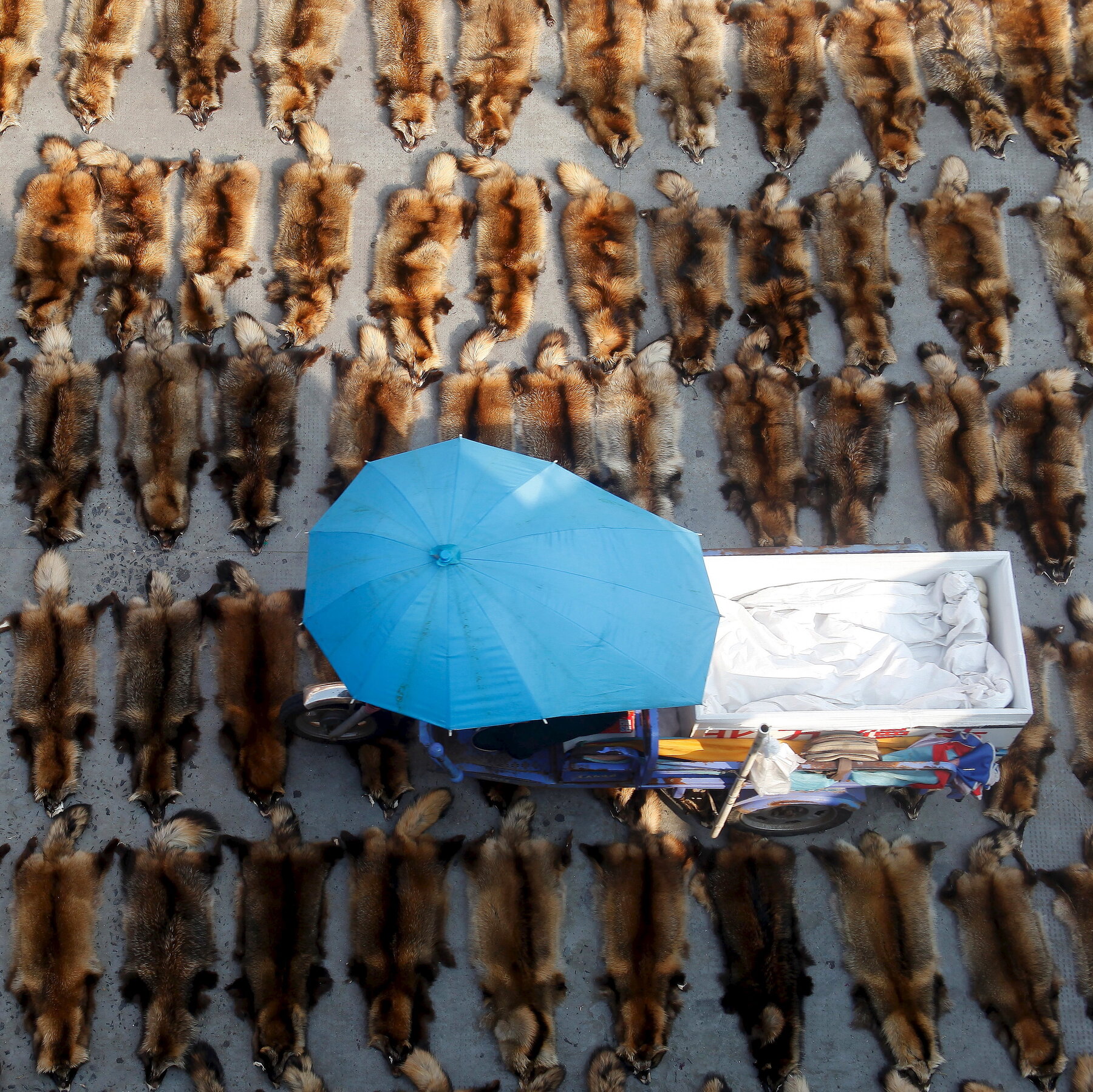 Global Wildlife Trade Fuels Spread of Disease from Animals to People