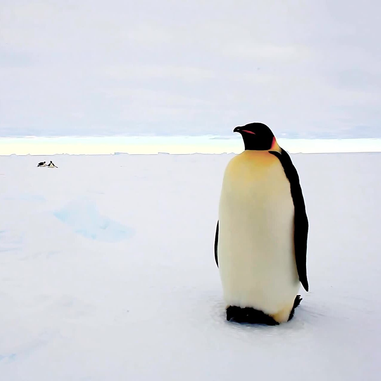 I.U.C.N. Red List Moves Emperor Penguins to “Endangered”