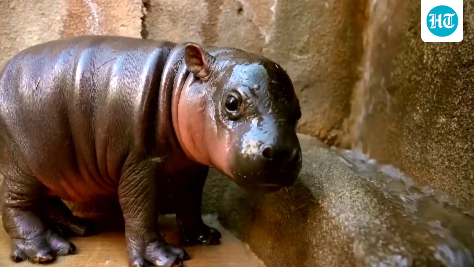 Who is Jellybean? Meet new viral baby pygmy hippo at Arizona zoo