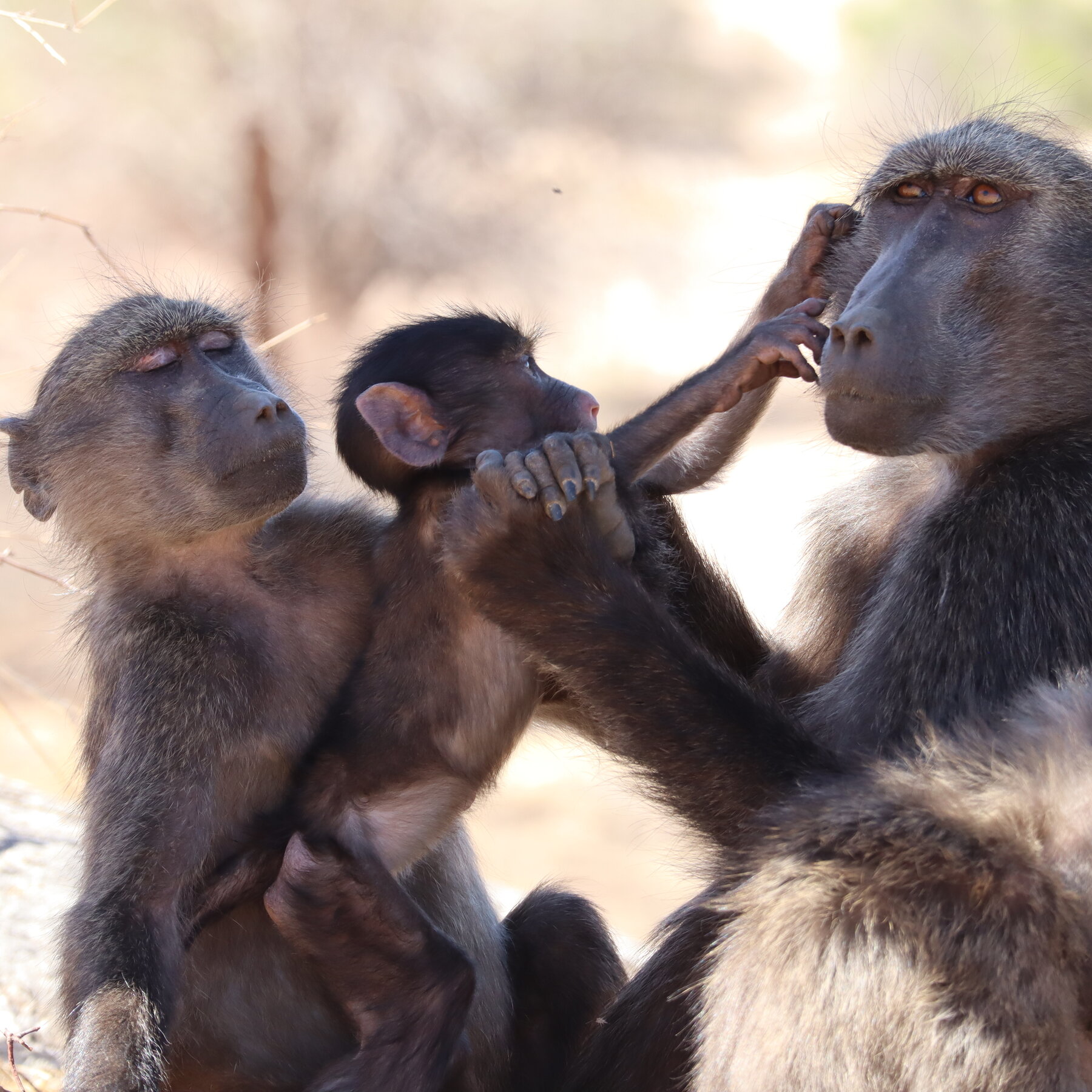 Baboon Sibling Rivalry Suggests Monkeys Feel Jealousy Like People