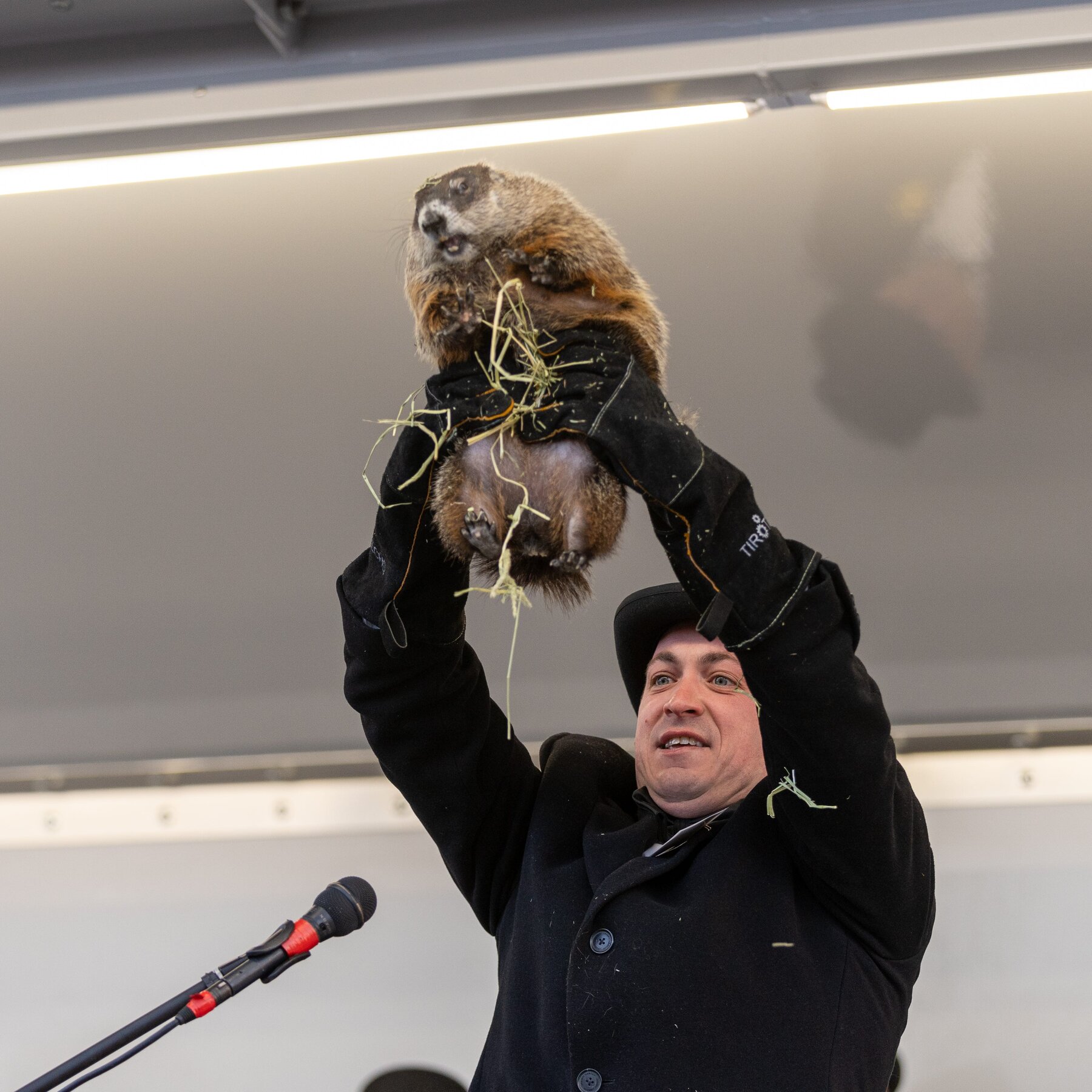 Why New Jersey Is Running Out of Groundhogs