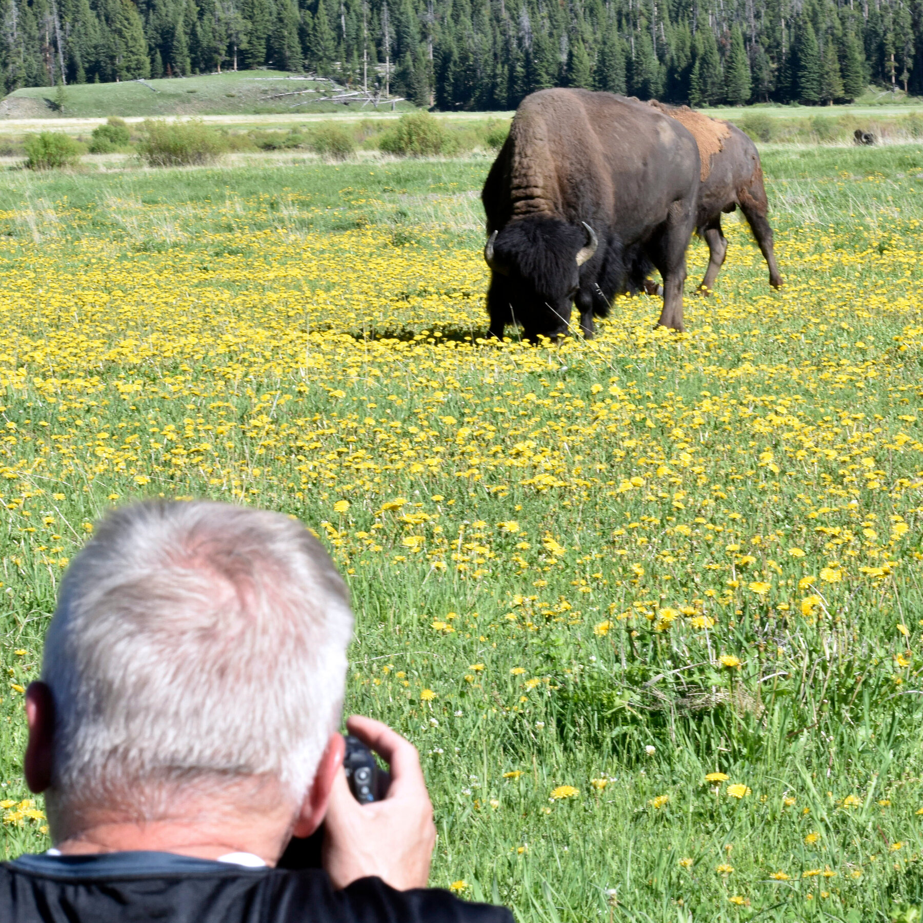 Bison Attacks Tourist at Yellowstone National Park, Tossing Him Into the Air