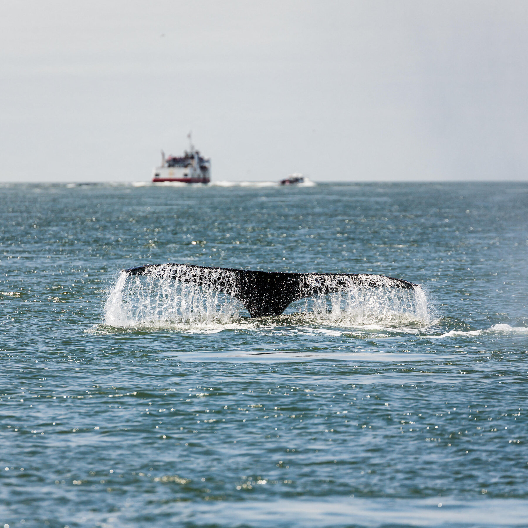 Gray Whales Are Dying in San Francisco Bay