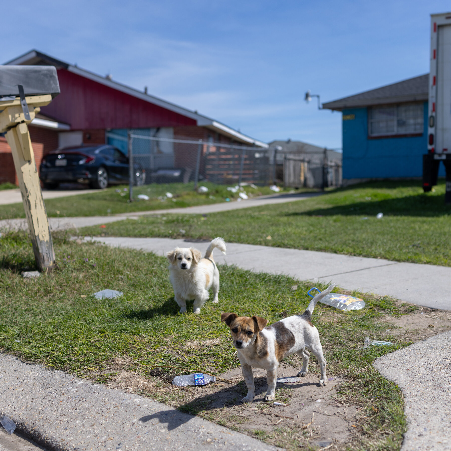 Immigrant Detentions and Deportations Leave Pets Behind
