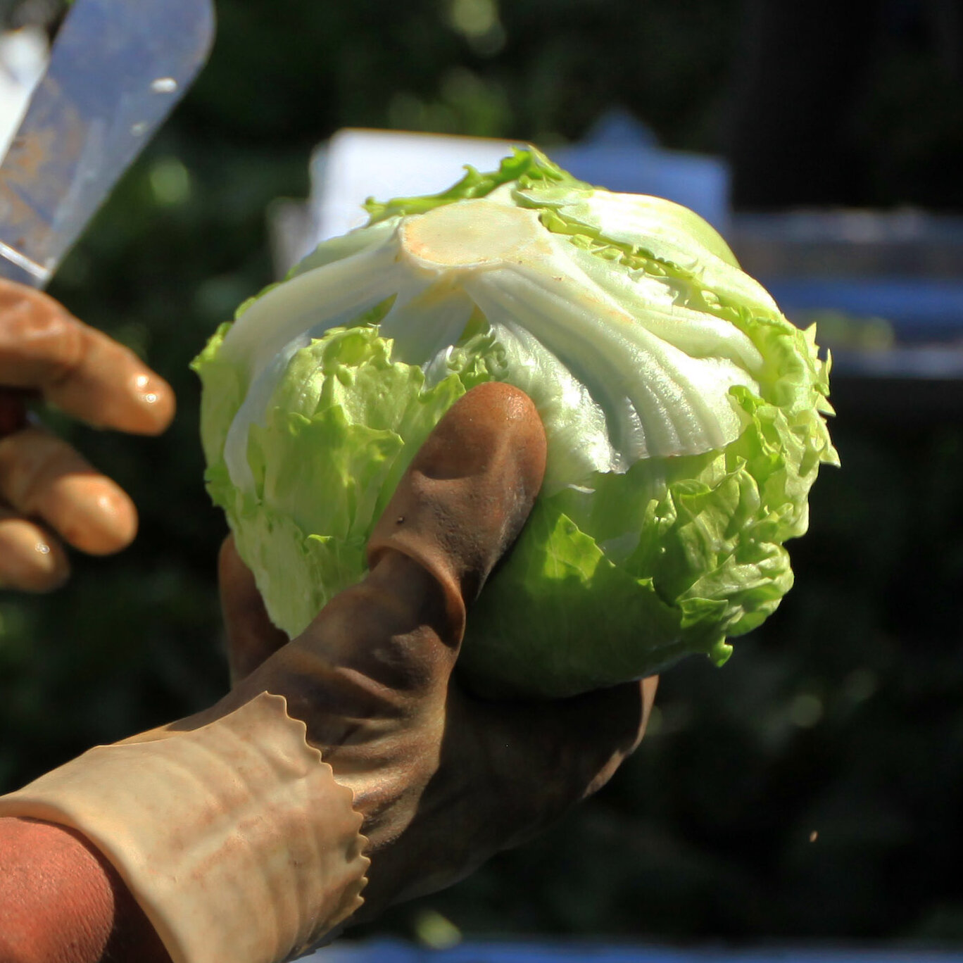 Is It Safe to Eat Lettuce?