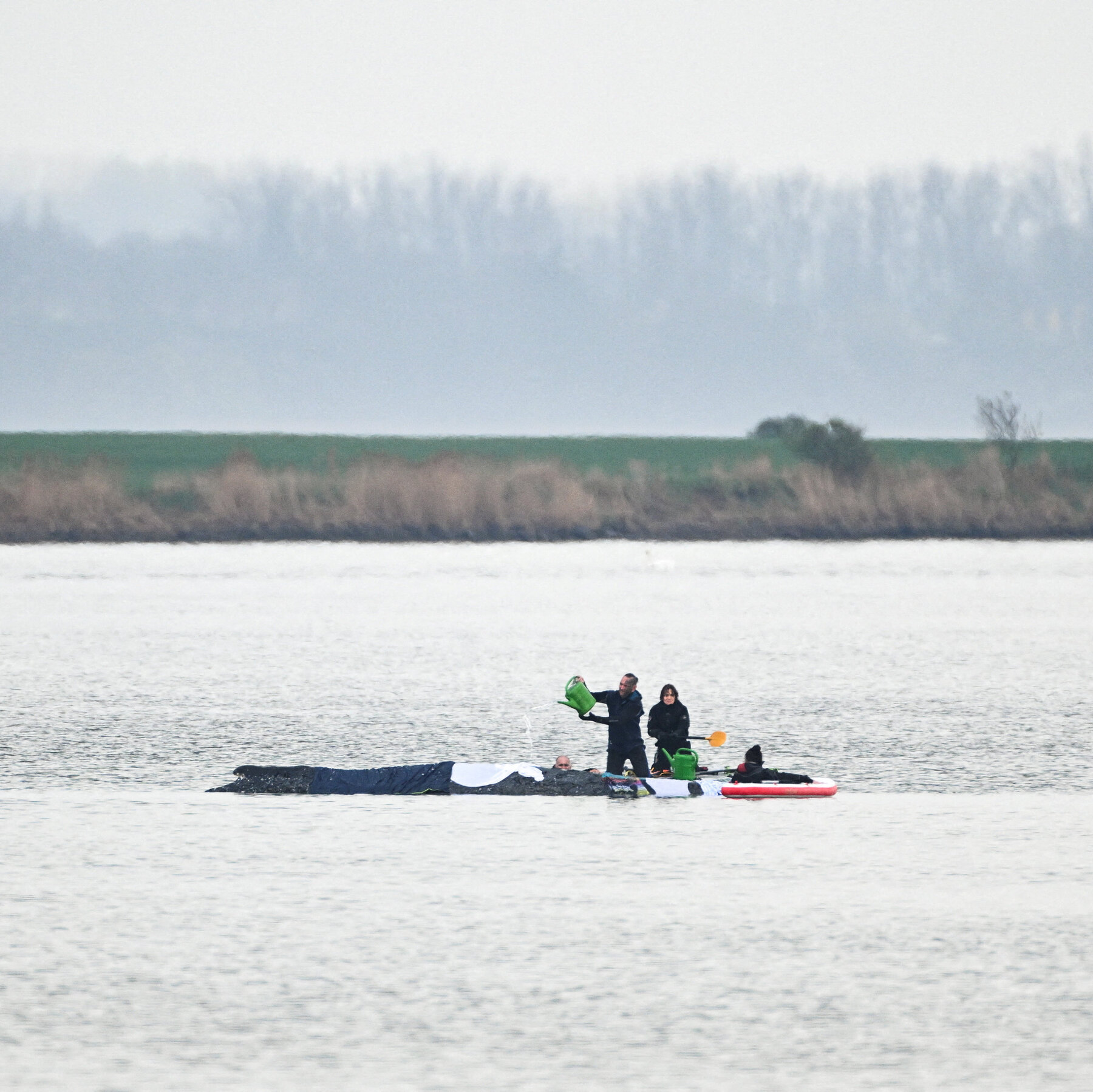 Rescuers Try to Save Timmy, a Whale Stranded Off Germany