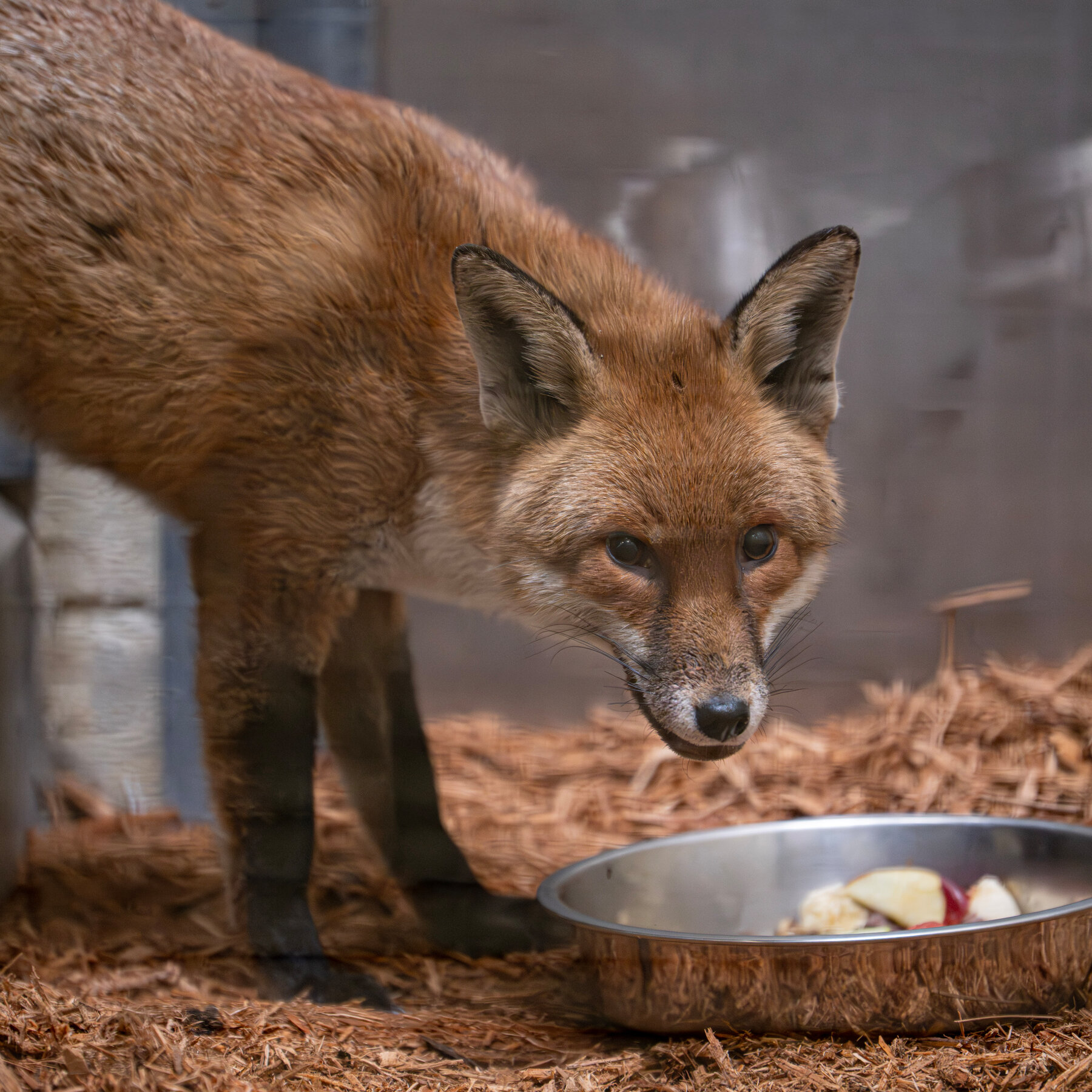 A Red Fox’s Fantastic Voyage Starts in England and Leads to the Bronx