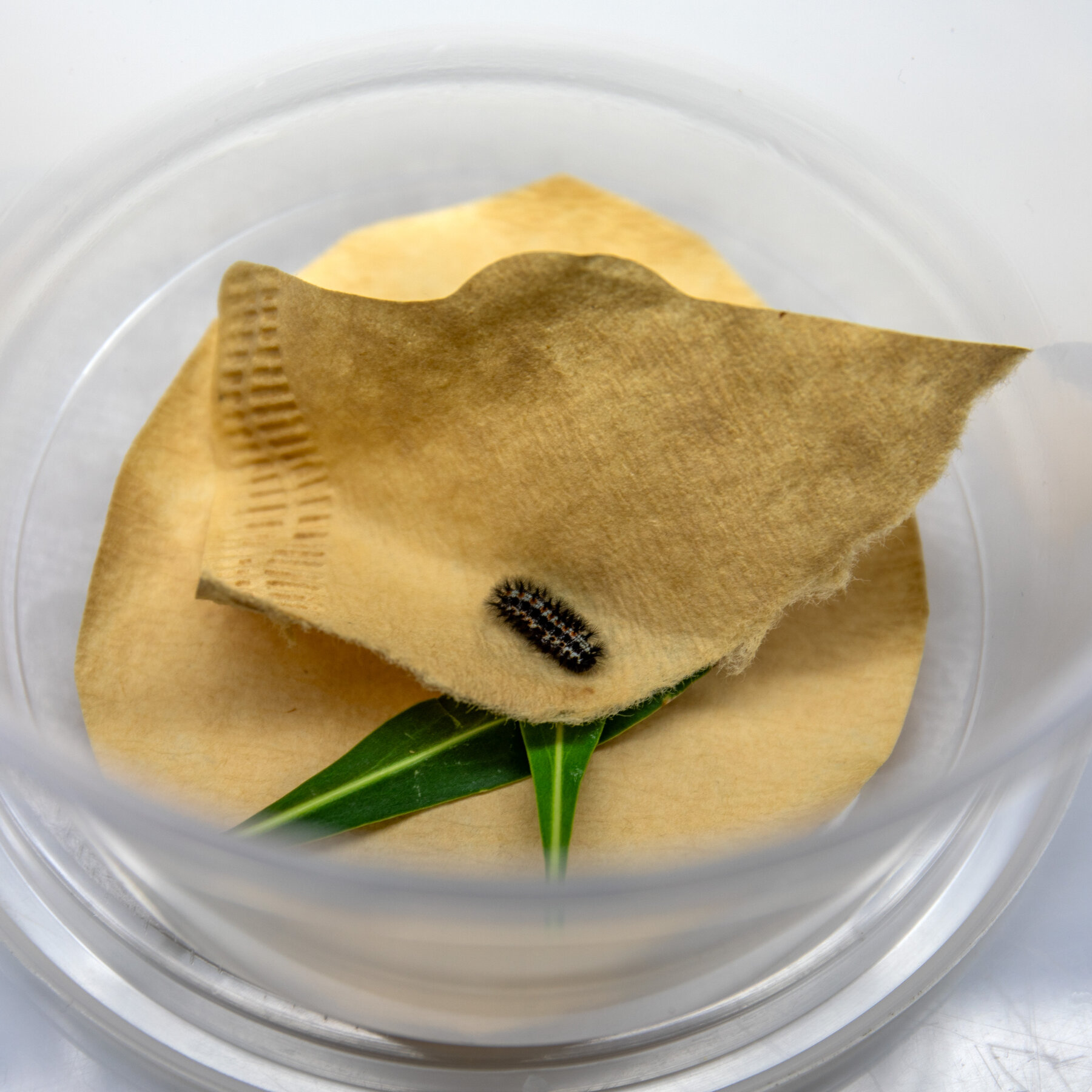 The Race to Save the Sacramento Mountains Checkerspot Butterfly