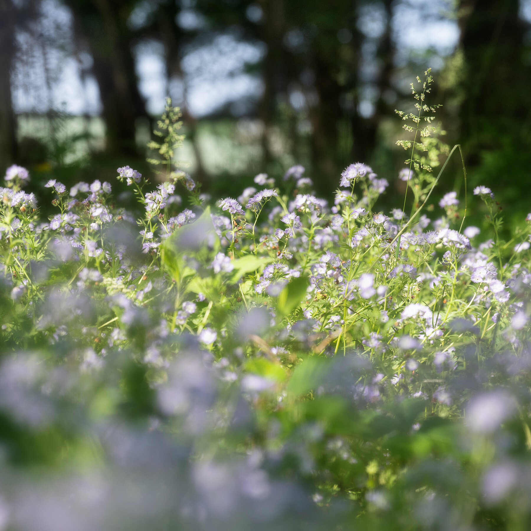 I Wanted an Ecologically Responsible Garden. It Was Harder Than I Thought.