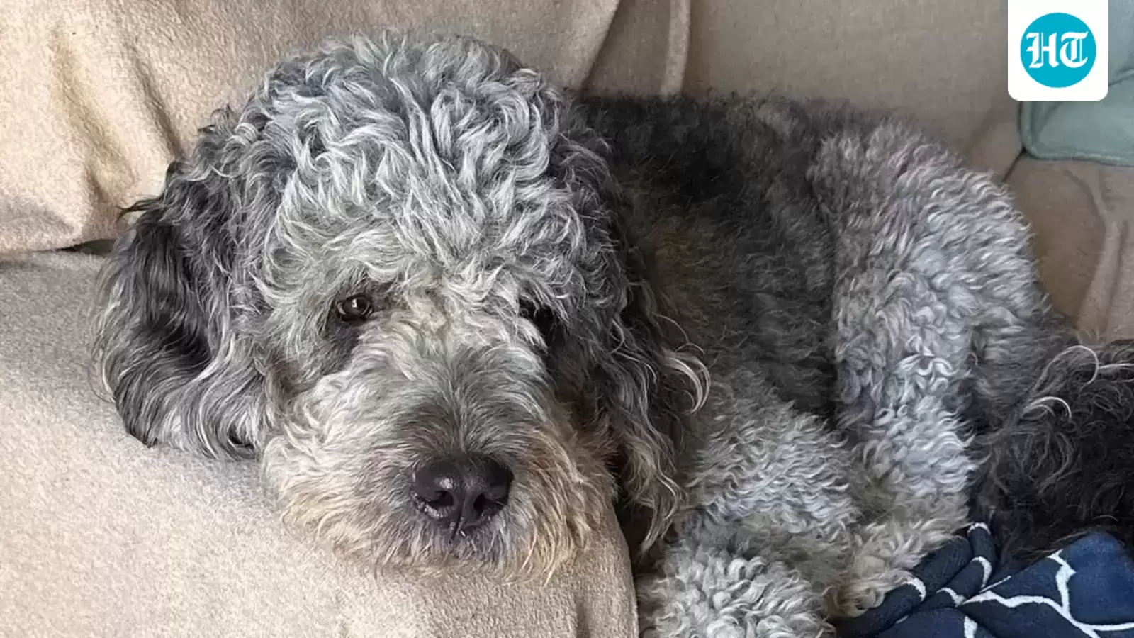 Justice for Jameson: GoFundMe launched for dog killed by LAPD during Knicks victory celebration, ‘The sweetest boy…’