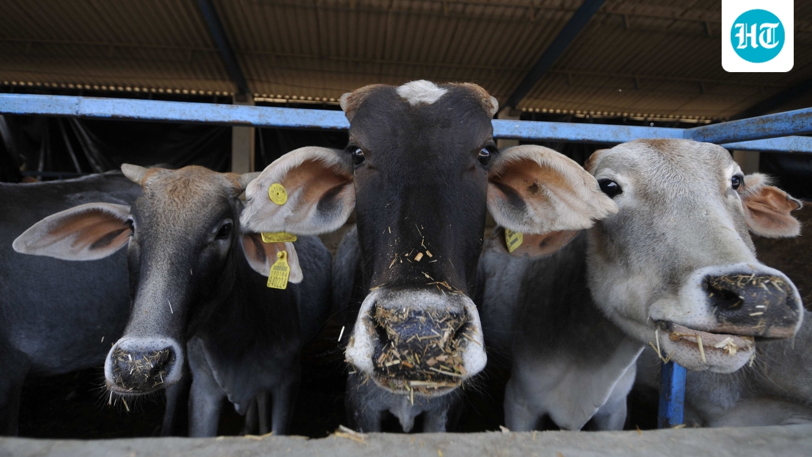 UP: Days before Bakrid, Muslim organisations demand 'national animal' status for cow