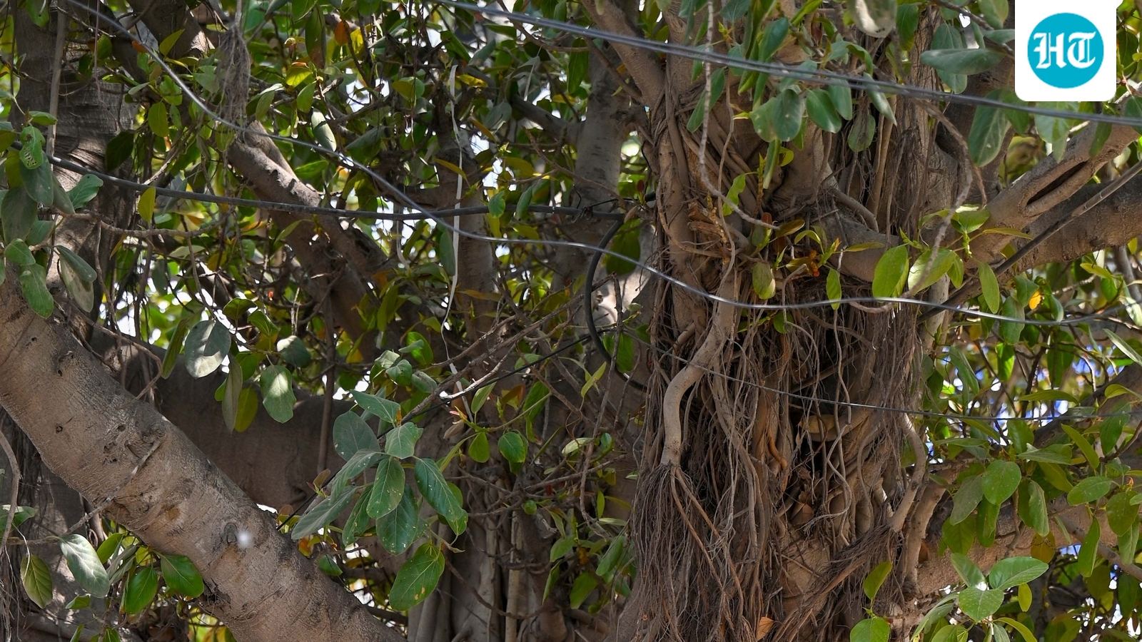 A 700-year old Banyan tree in Bihar's Munger just entered history books, here's why
