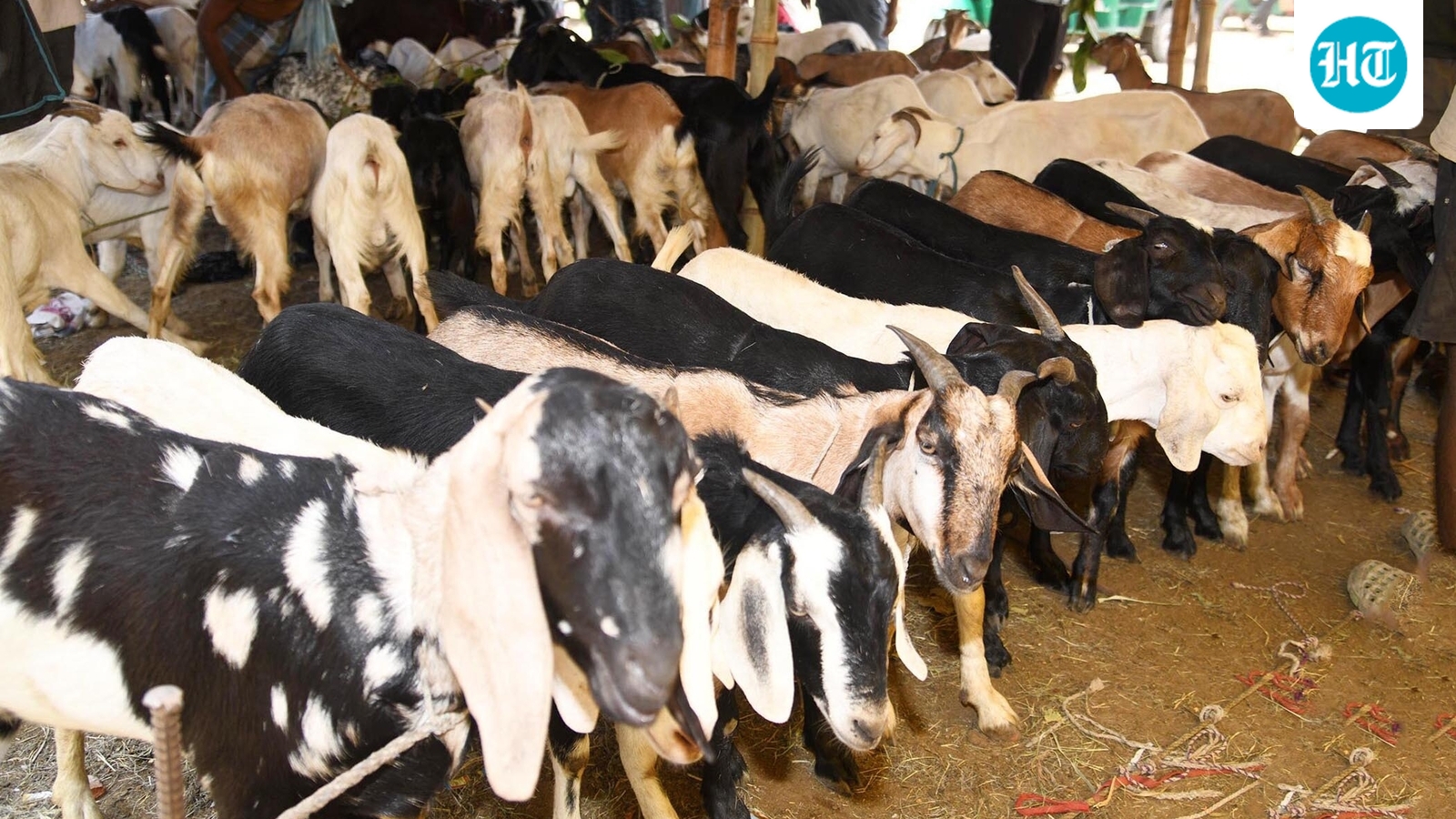 Decades-old goat market sealed in Varanasi over cleanliness; traders question move
