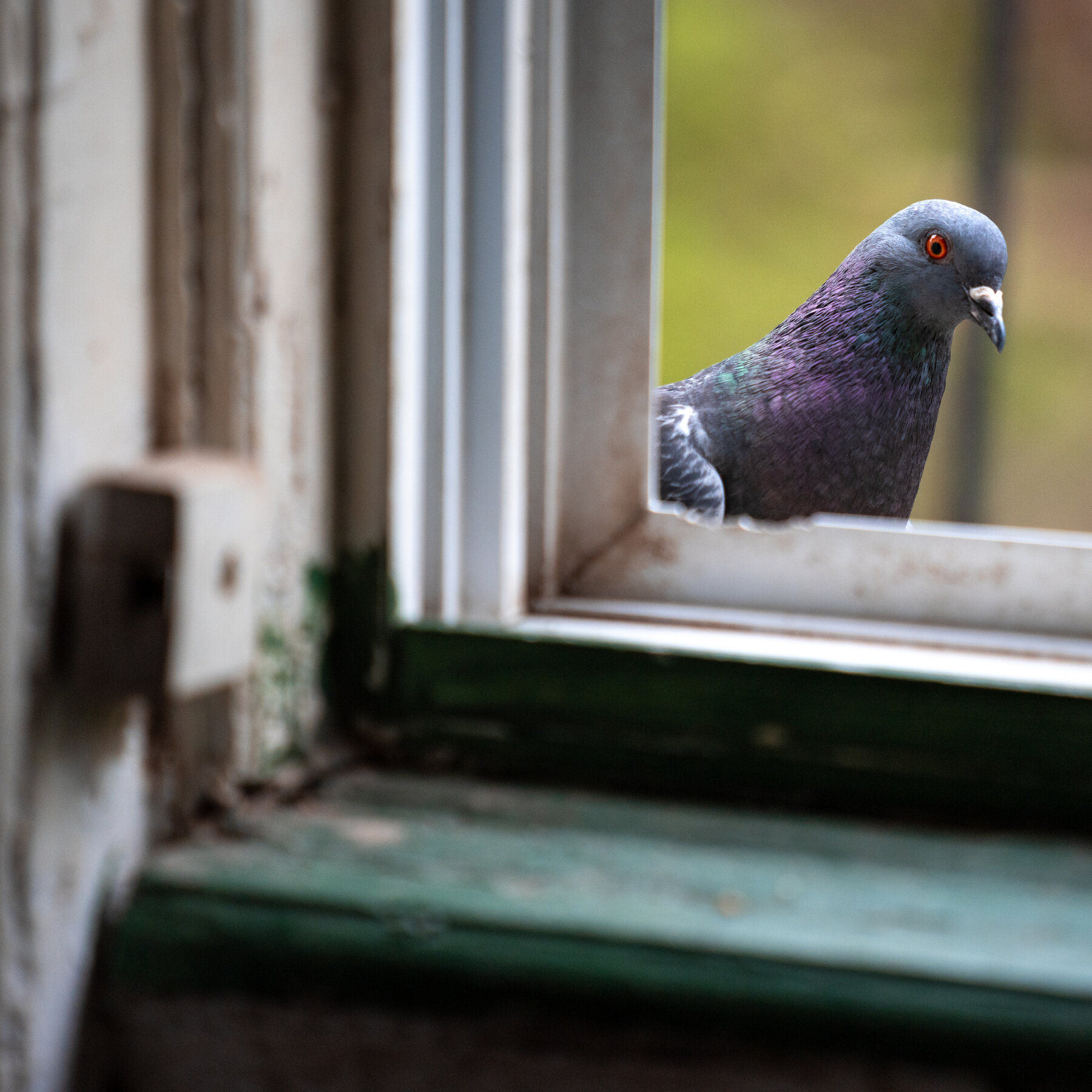 Pigeons and People Have Been Frenemies for Longer Than You Think