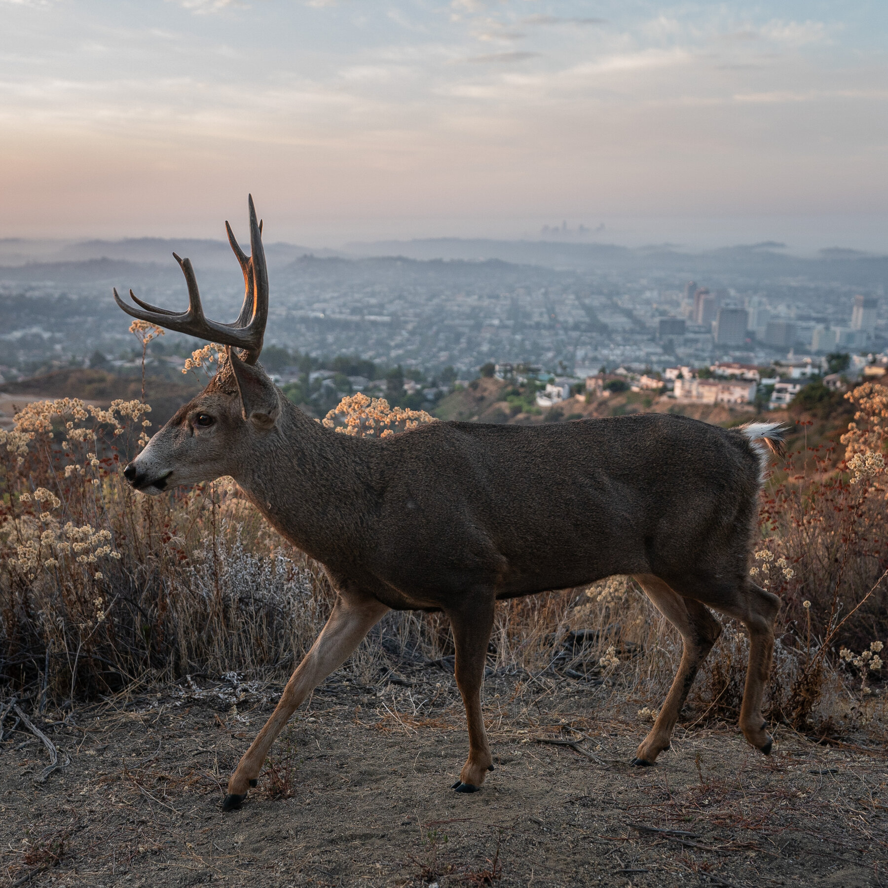 When Humans Went Away, the Wildlife Strayed