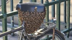 Swarm of 10,000 bees settles on bike outside Louvre in Paris
