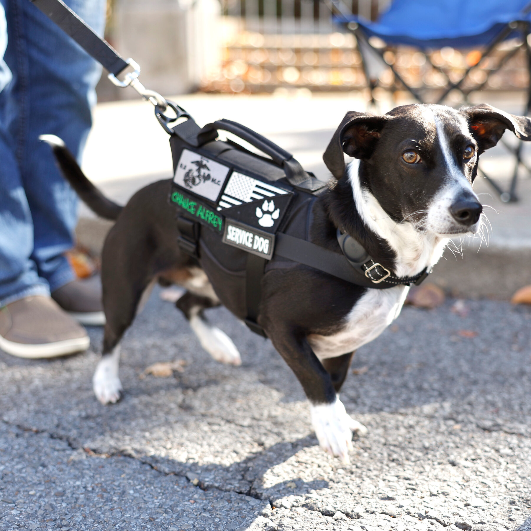HUD Moves to Limit Assistance Animals for Disabled Tenants in Public Housing