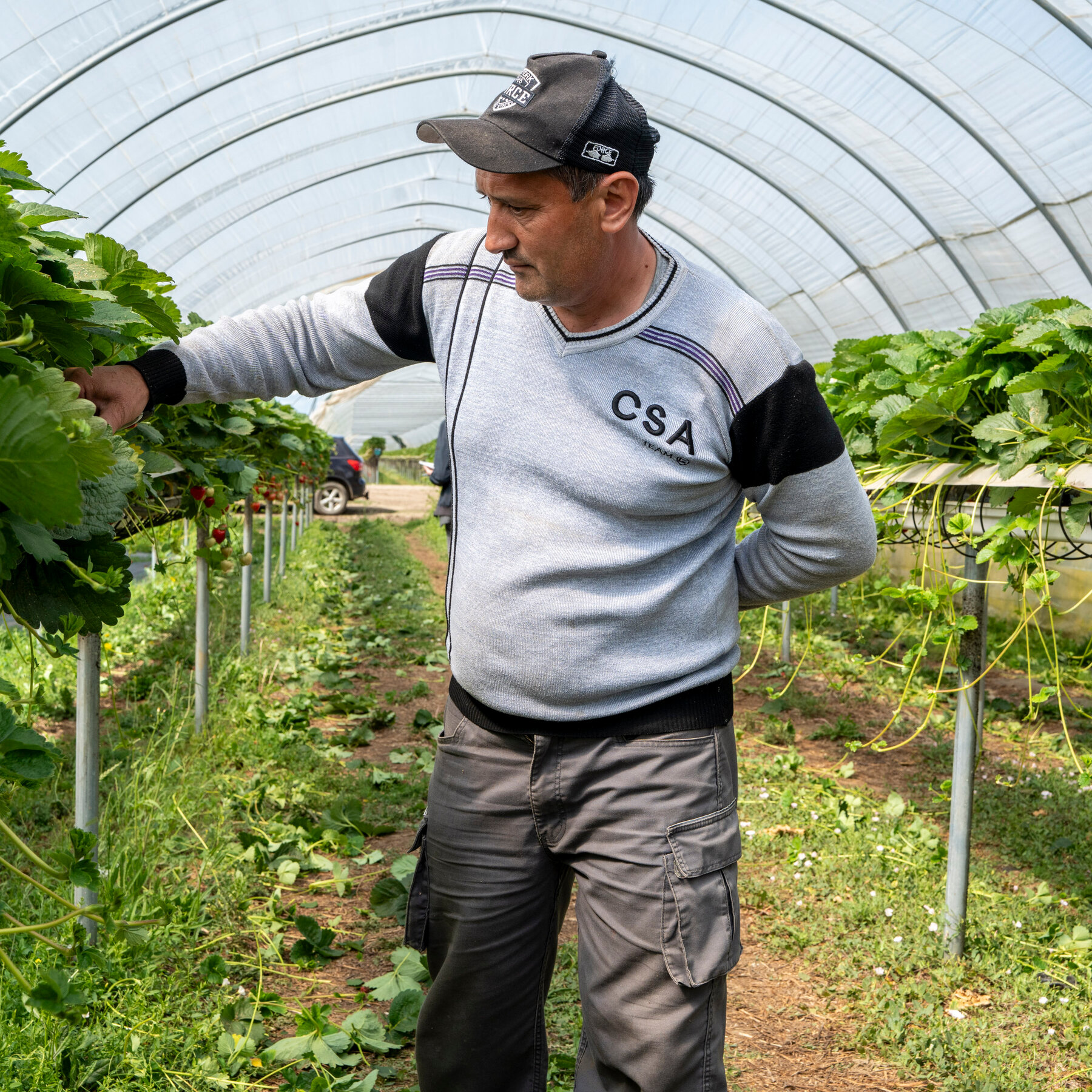 Those British Strawberries Are Being Picked by Central Asian Workers