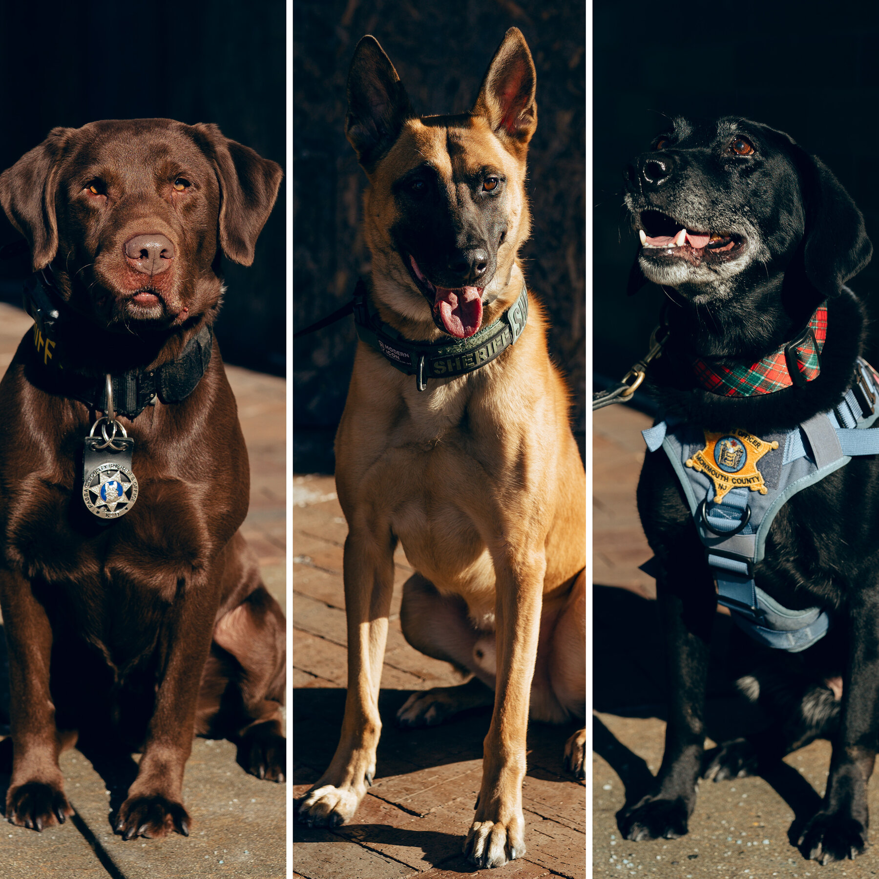 New Jersey Honors Bomb-Sniffing Dogs Who Kept an Election Safe