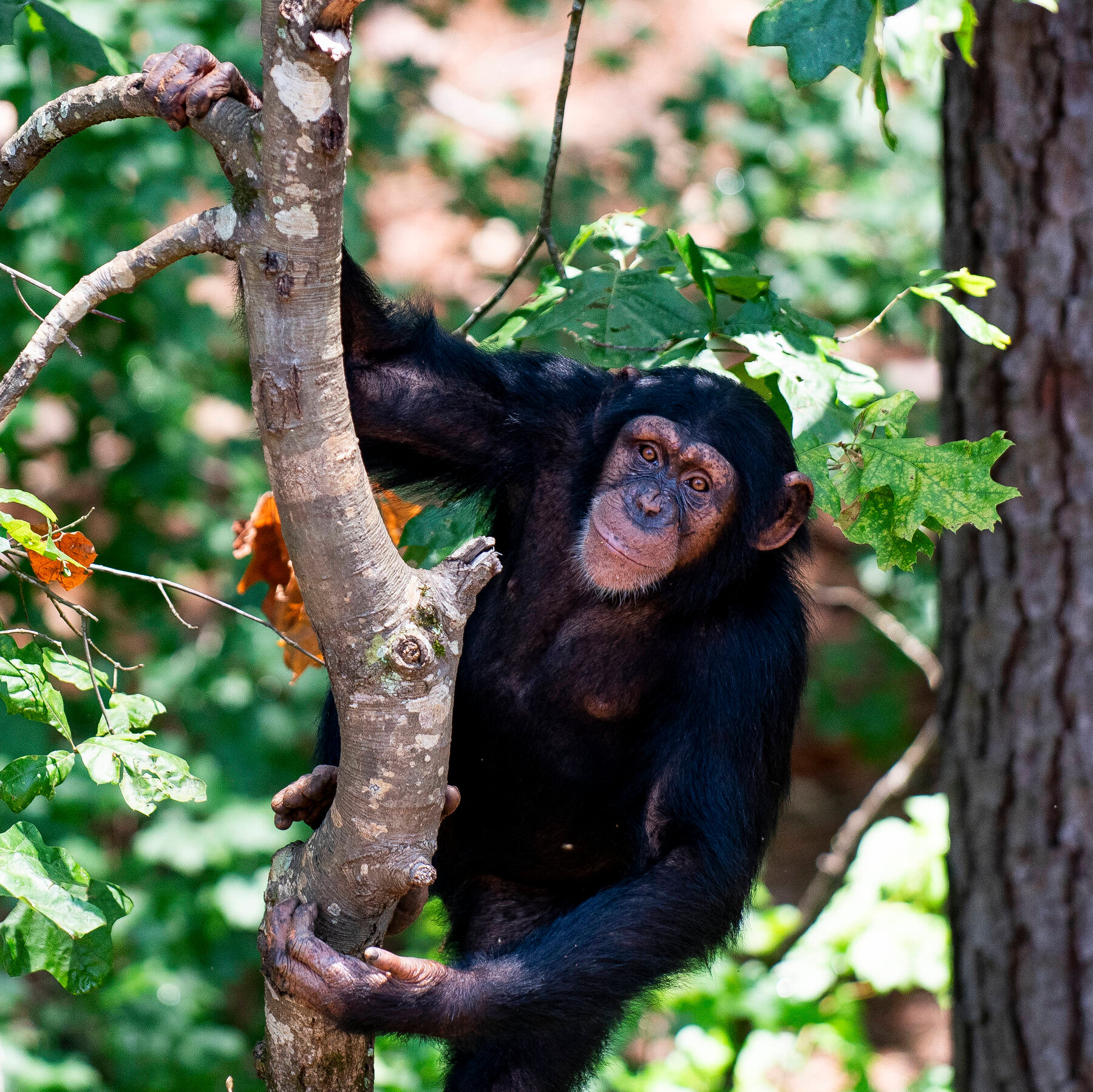 Tickled Apes Reveal the Rhythmic Roots of Laughter