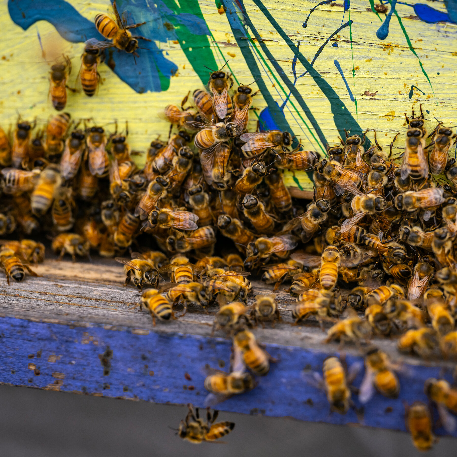 Beekeeper Gets Jail After a Swarm Is Unleashed During an Eviction